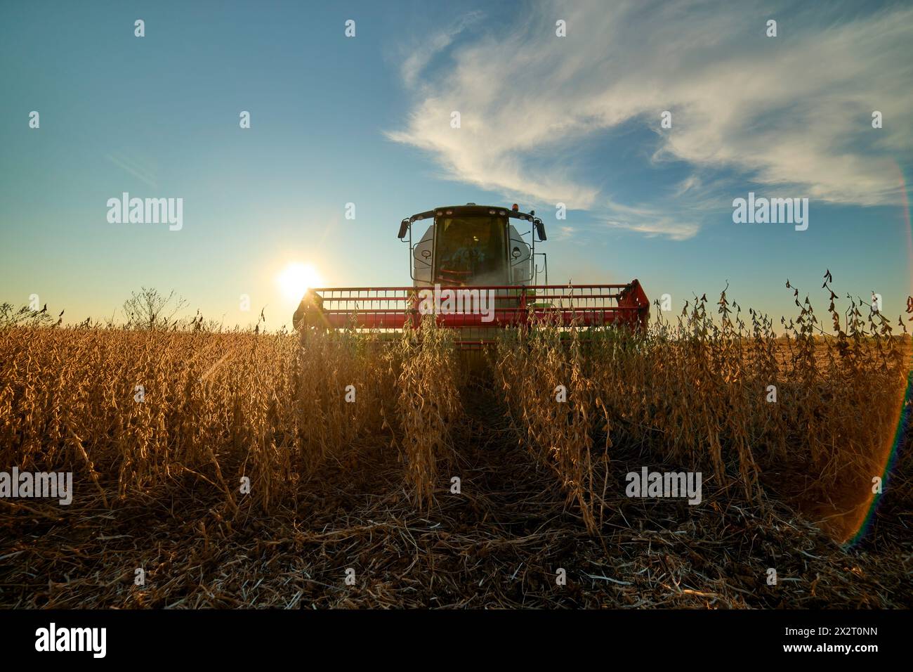 Mietitrebbia per la raccolta di semi di soia in campo al tramonto Foto Stock