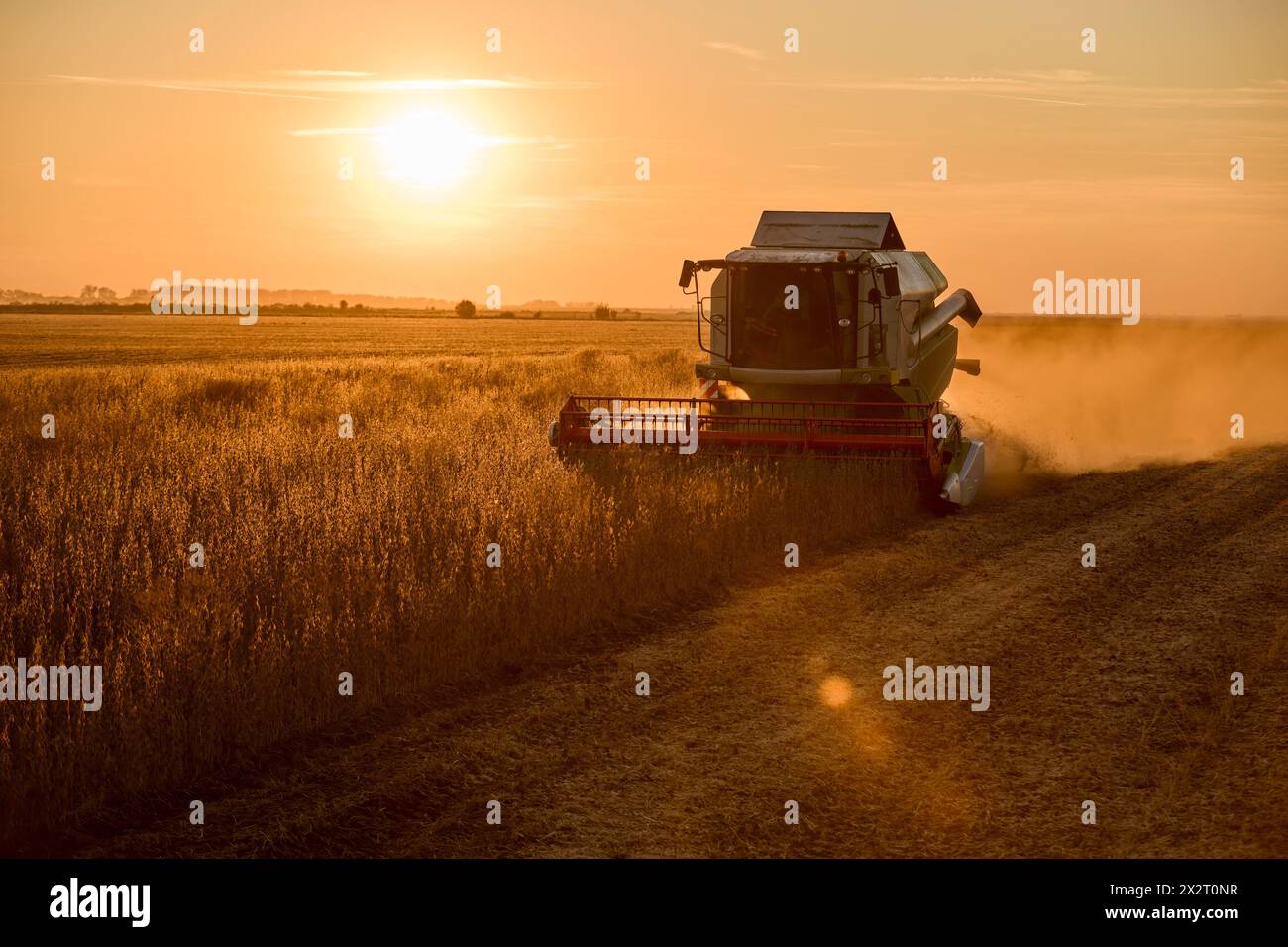 Mietitrebbia per la raccolta di semi di soia in azienda al tramonto Foto Stock