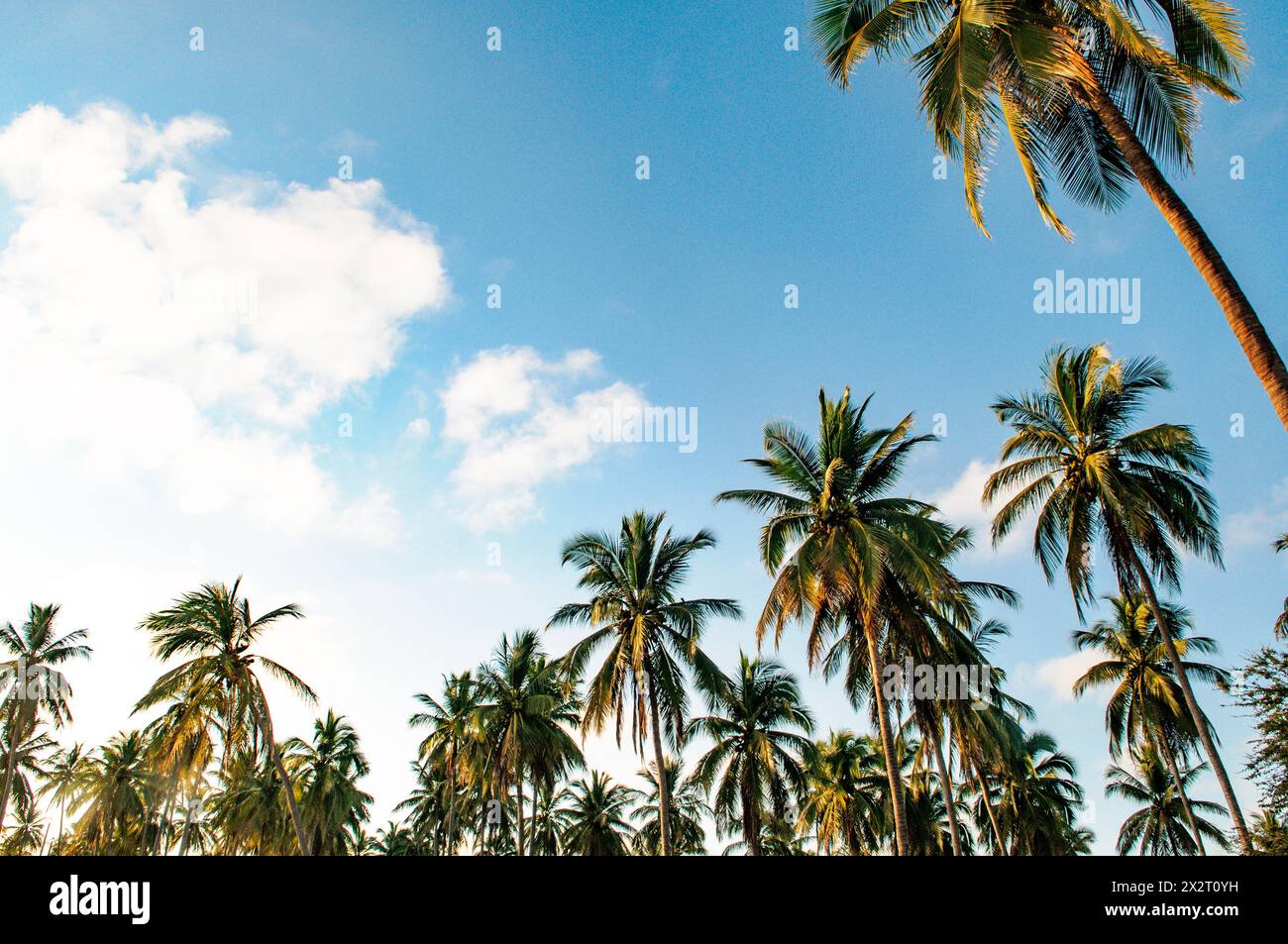 Messico, Sinaloa, palme che crescono contro il cielo Foto Stock