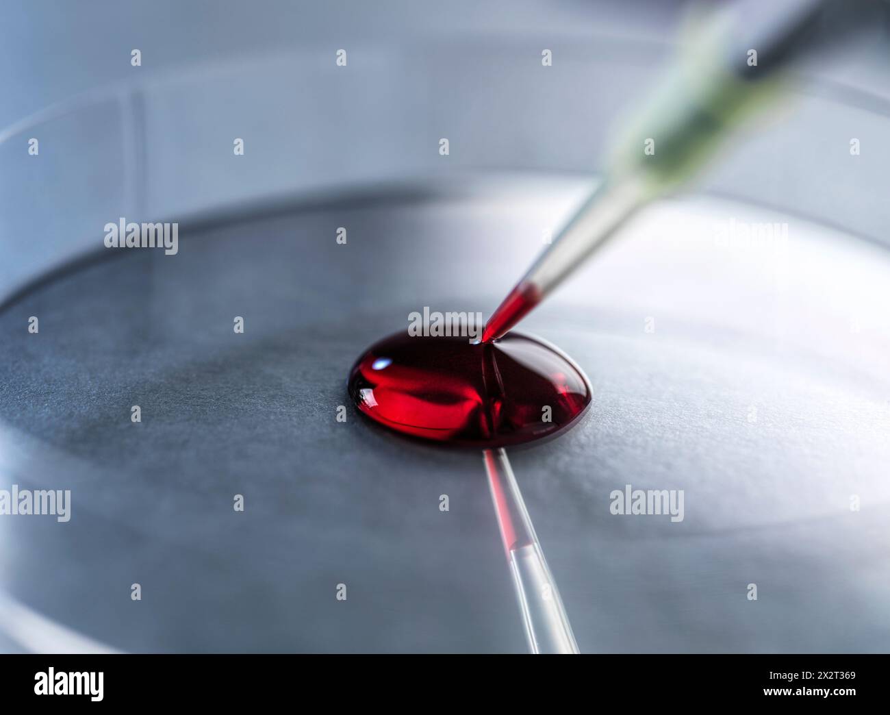 Scienziato che fa studi clinici sul sangue umano Foto Stock