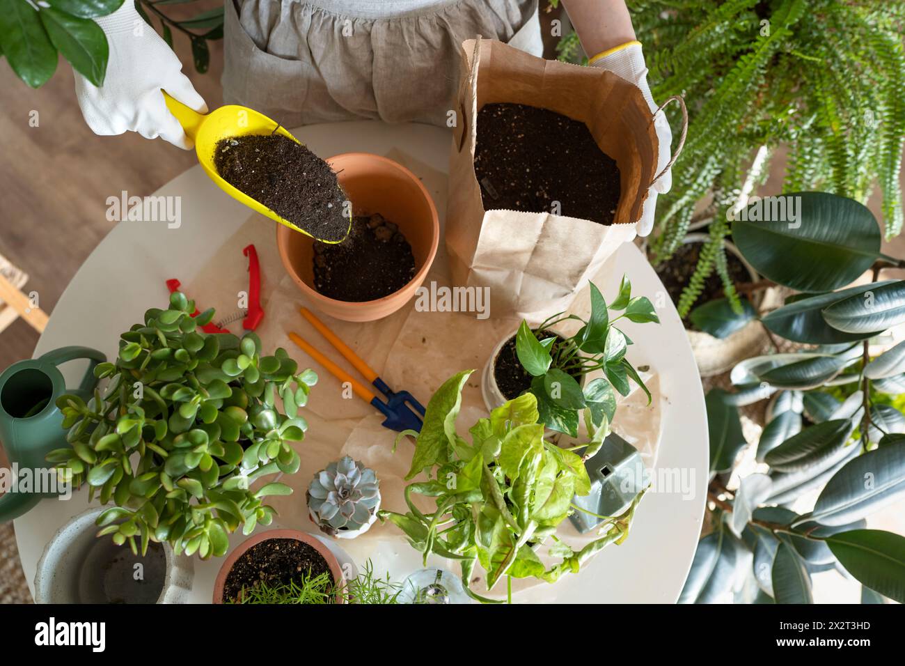 Donna che mette il terreno in erba sul tavolo al vivaio Foto Stock