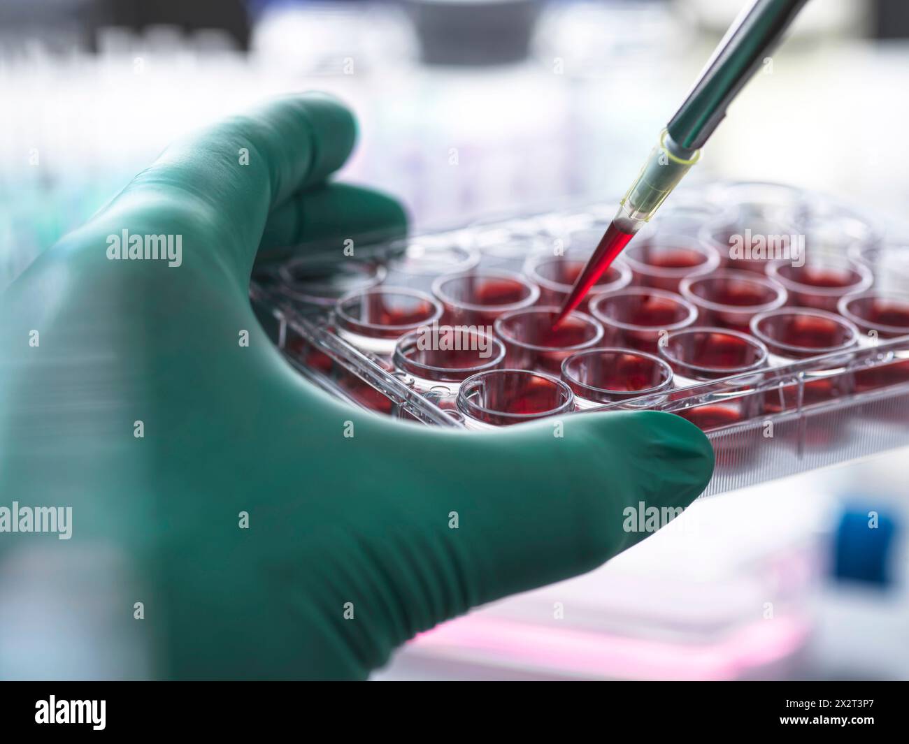 Scienziato che mette il sangue in una capsula multipozzetto in laboratorio Foto Stock