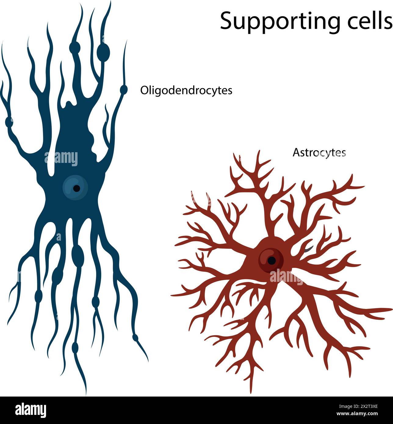Cellule di supporto Oligodendrocytes e astrocytes. Illustrazione Vettoriale