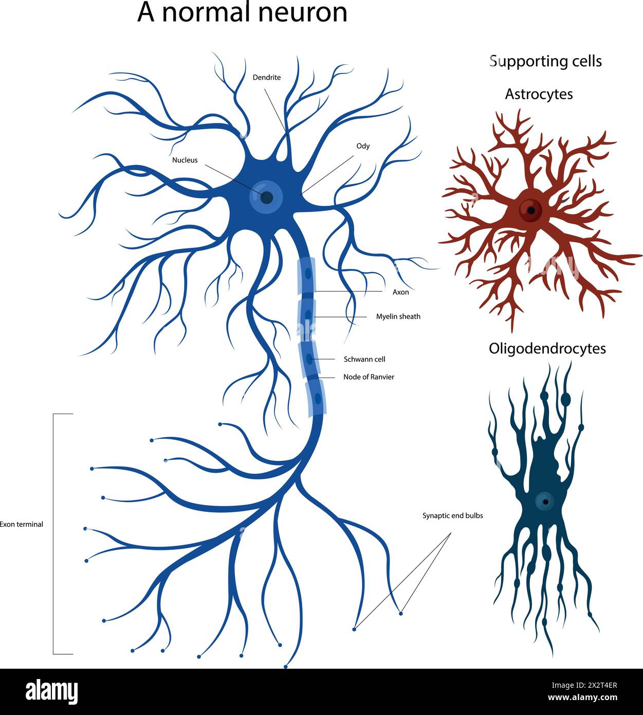Cellule di supporto Oligodendrocytes e astrocytes. Struttura di un neurone. Illustrazione Vettoriale