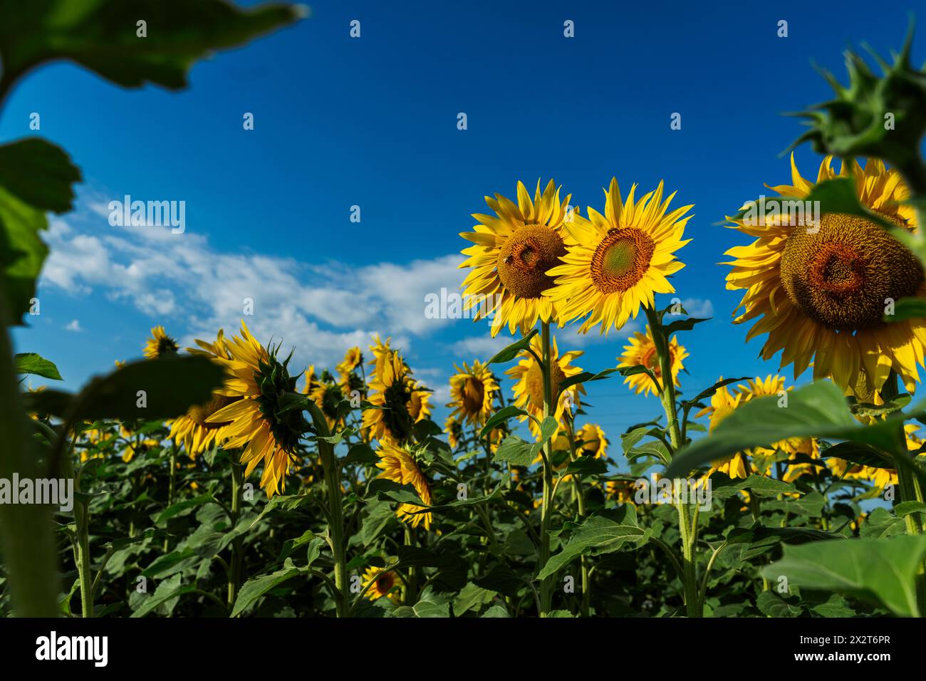 Girasoli gialli che fioriscono nel campo Foto Stock