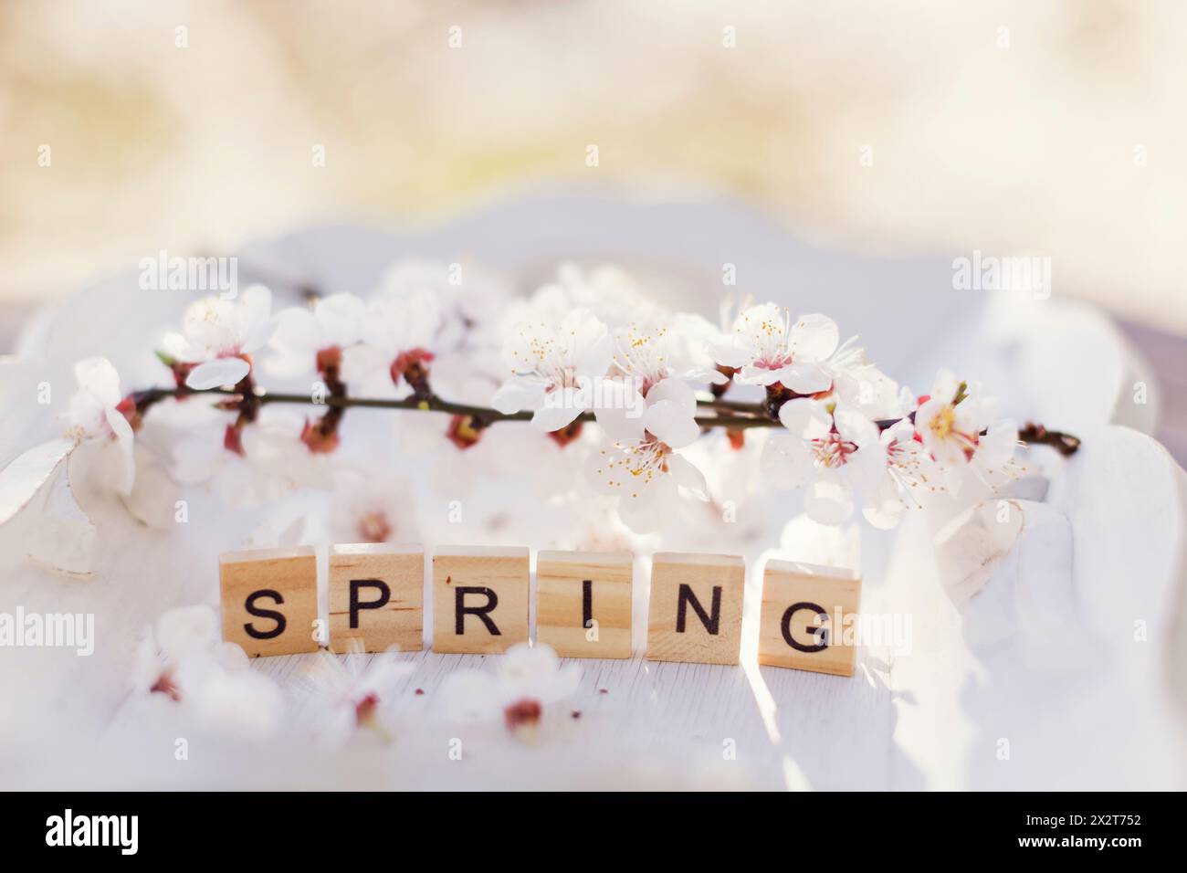 Mattonelle di lettere in legno circondate da fiori di albicocca Foto Stock