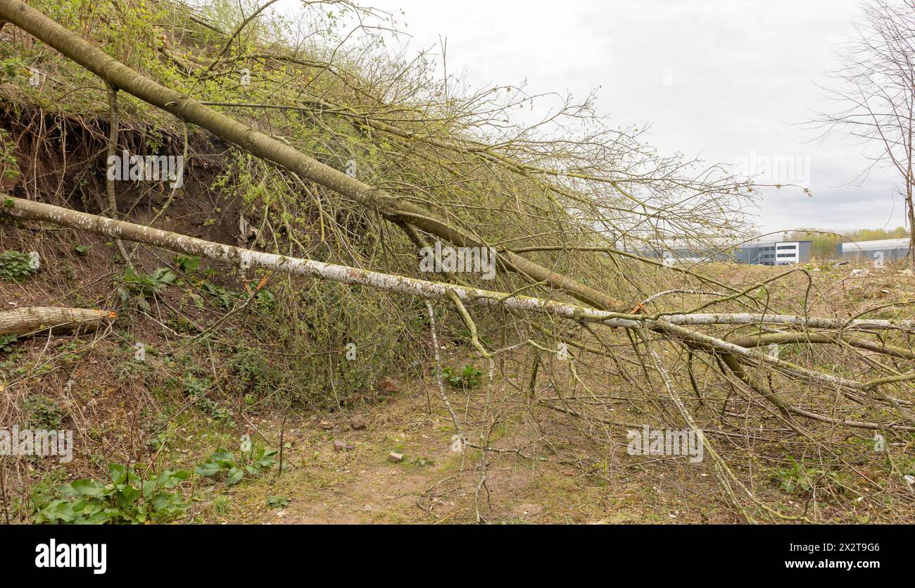 Danni provocati da tempeste agli alberi, alberi abbattuti dai recenti venti forti, che causano danni alle proprietà Foto Stock