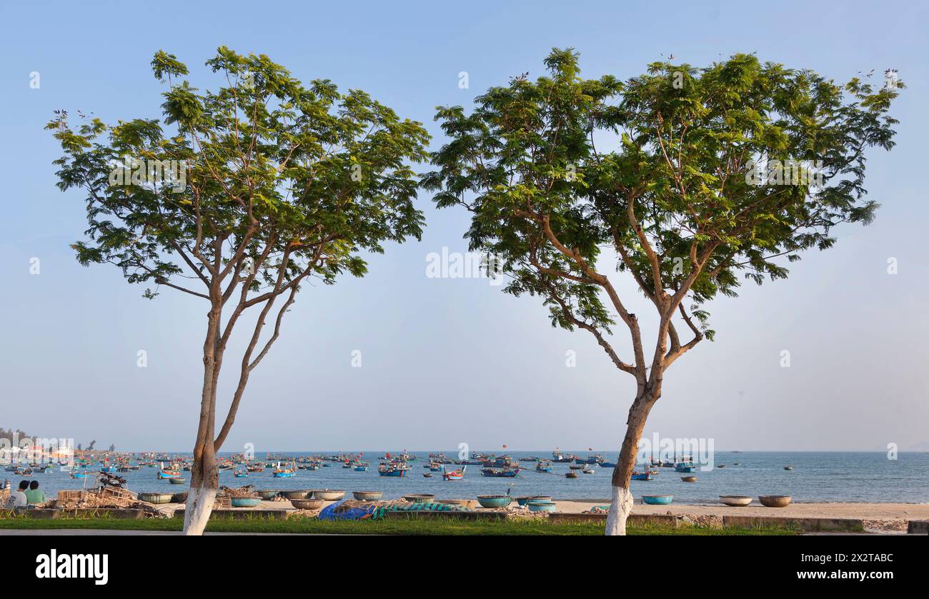 Barche da pesca, penisola di Son tra, Vietnam. Spiaggia, alberi costieri Foto Stock