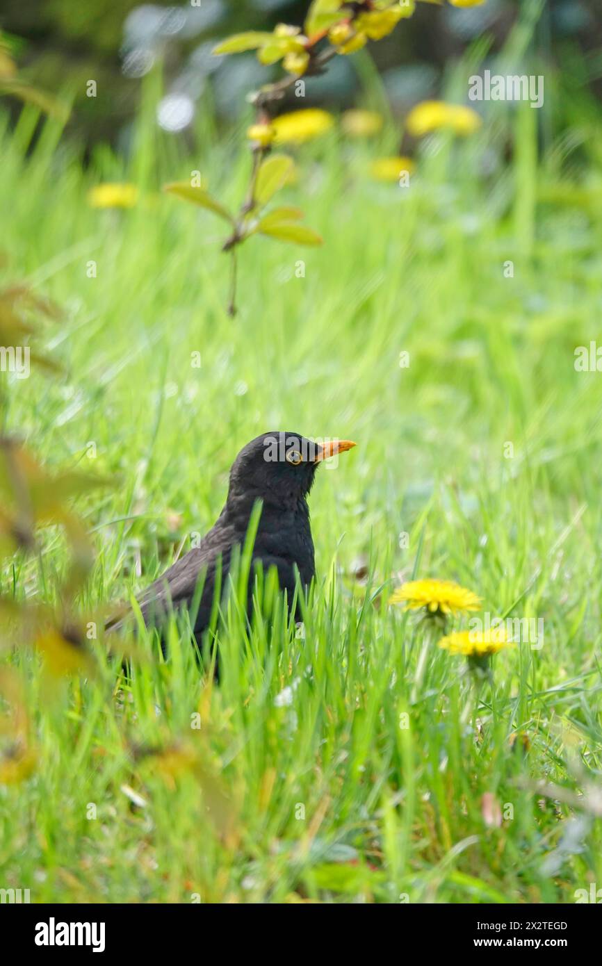 Blackbird, April, Germania Foto Stock