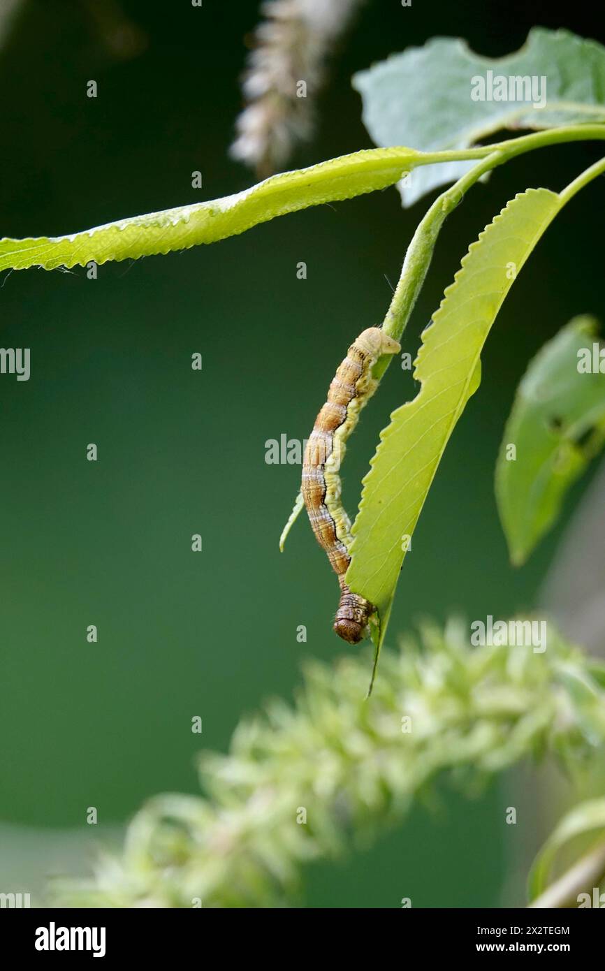 Legname a chiazze (Erannis defoliaria), caterpillar, Spring, Germania Foto Stock