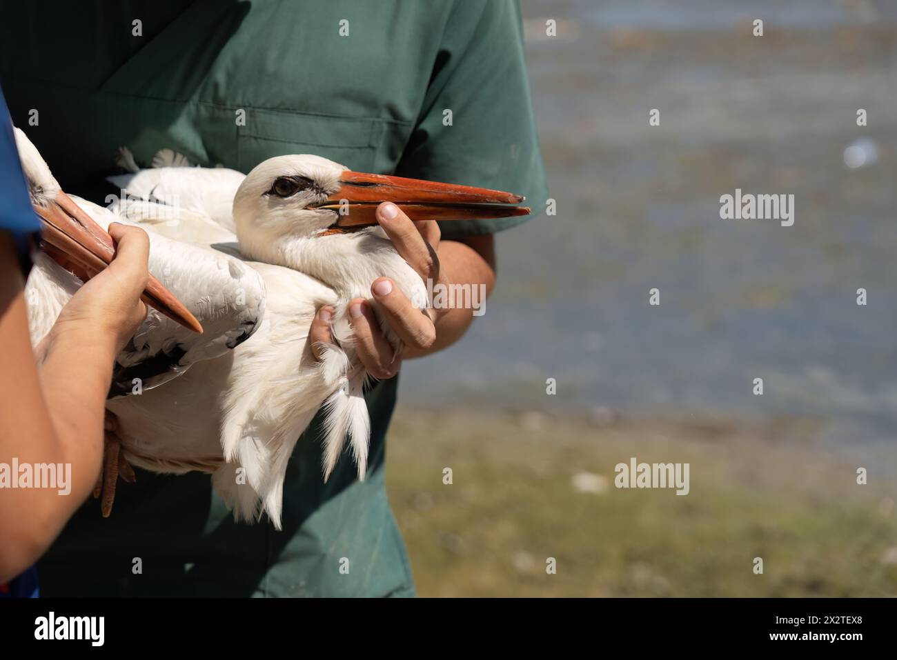 Una cicogna trattata verrà rilasciata in natura in Turchia Foto Stock