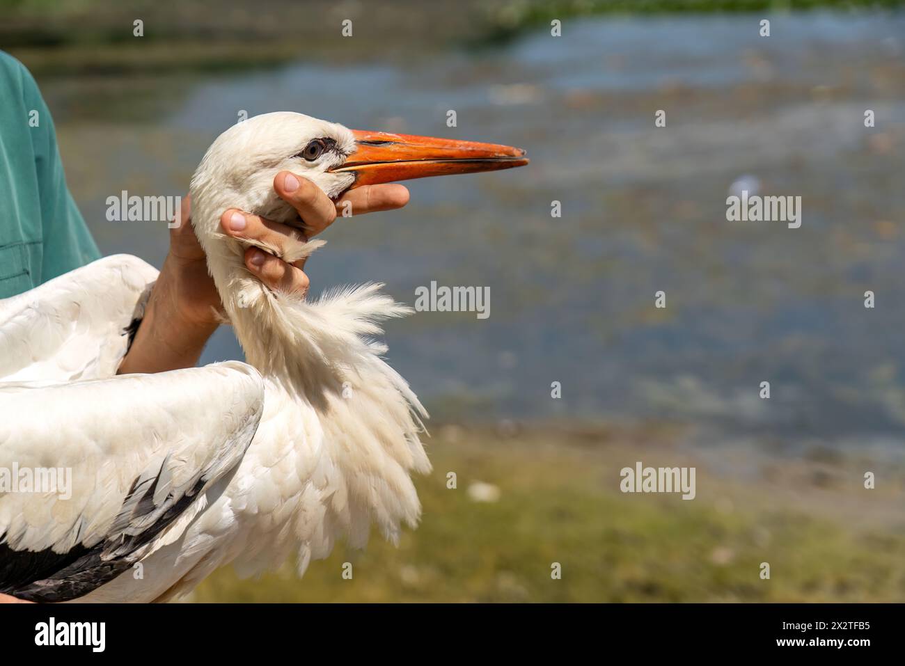 Una cicogna trattata verrà rilasciata in natura in Turchia Foto Stock