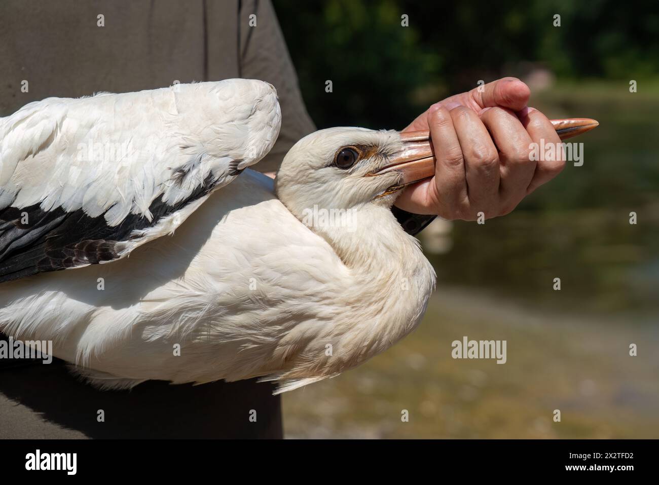 Una cicogna trattata verrà rilasciata in natura in Turchia Foto Stock