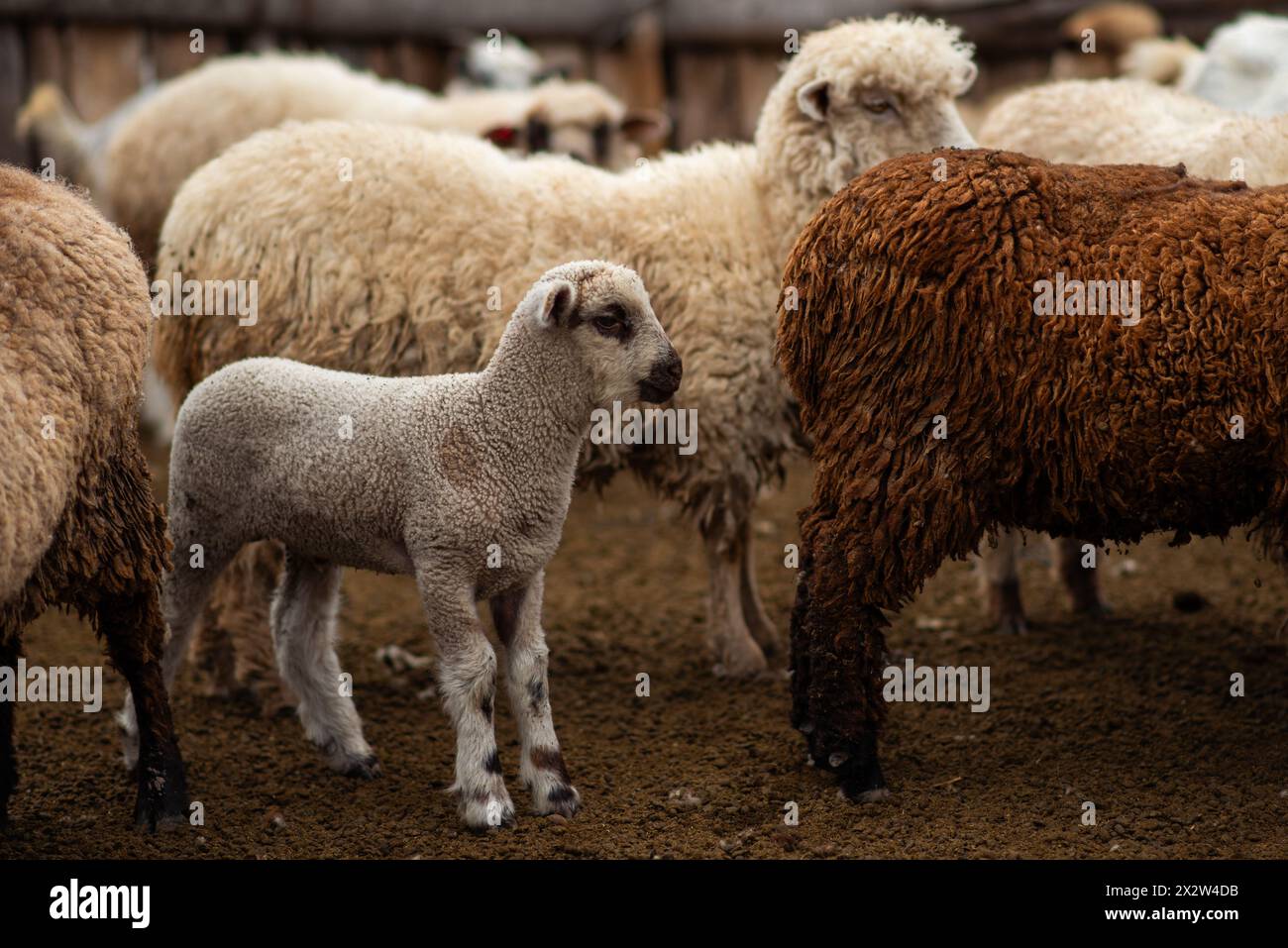 Penna di pecora in un ranch in Argentina. Foto Stock