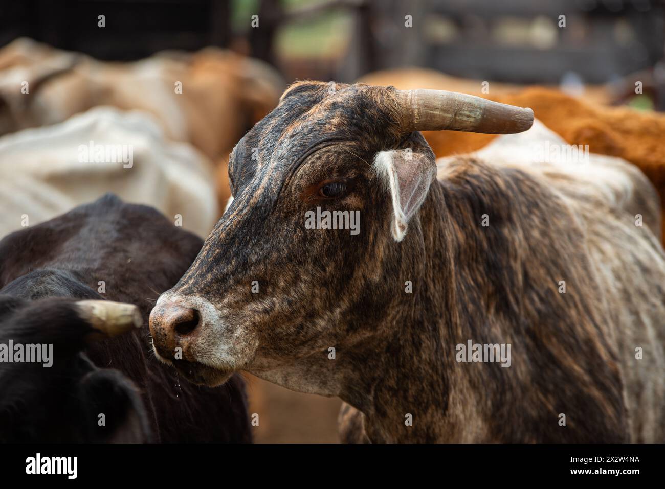 Mucche, bestiame in un ranch in Argentina. Foto Stock