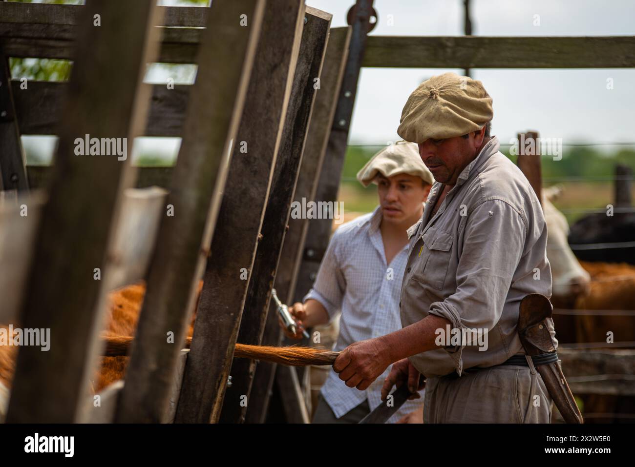 Lavoratori rurali in servizio in un ranch in Argentina. Foto Stock
