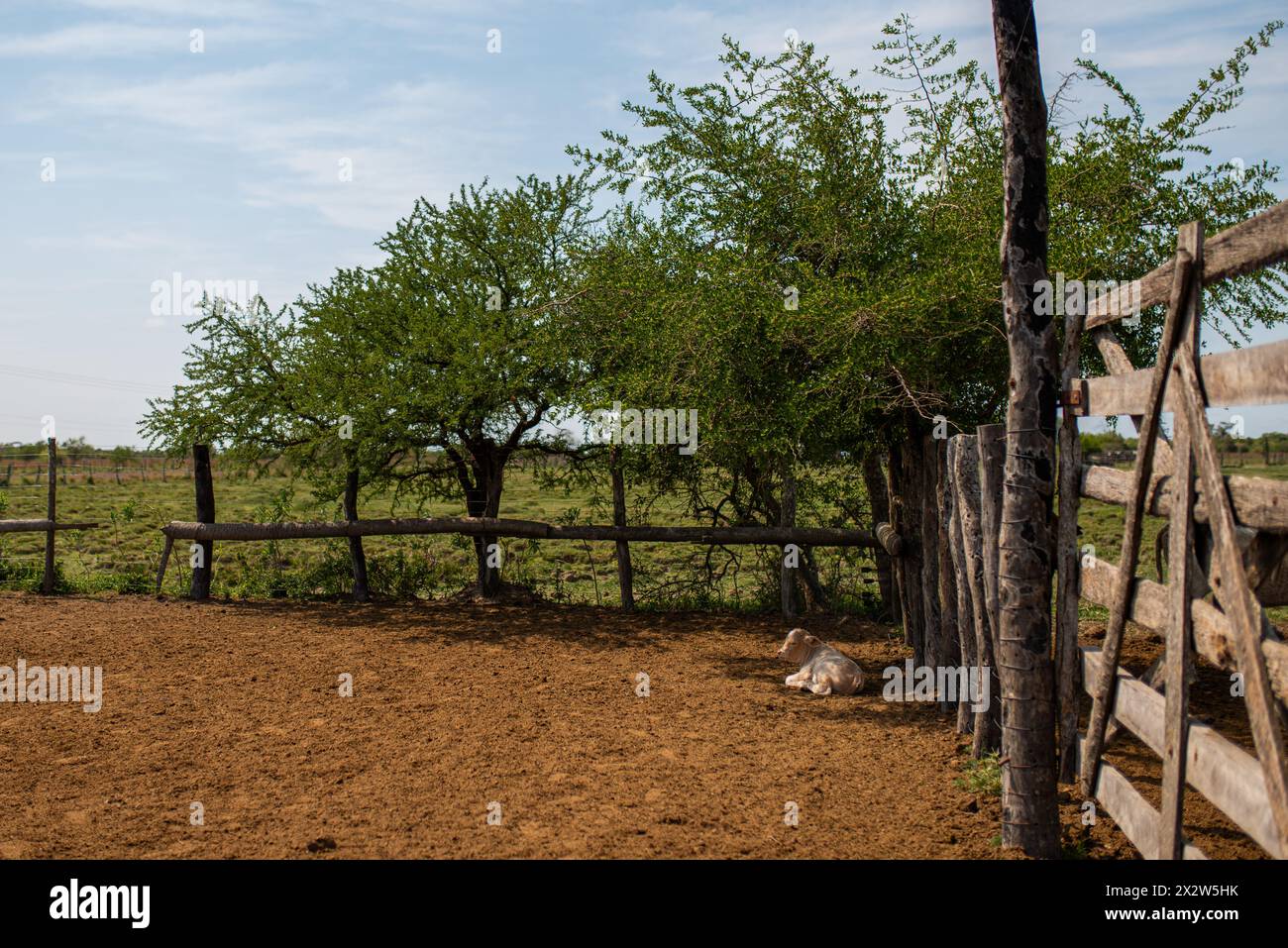 Vitello seduto nel suo corral in un ranch in Argentina. Foto Stock