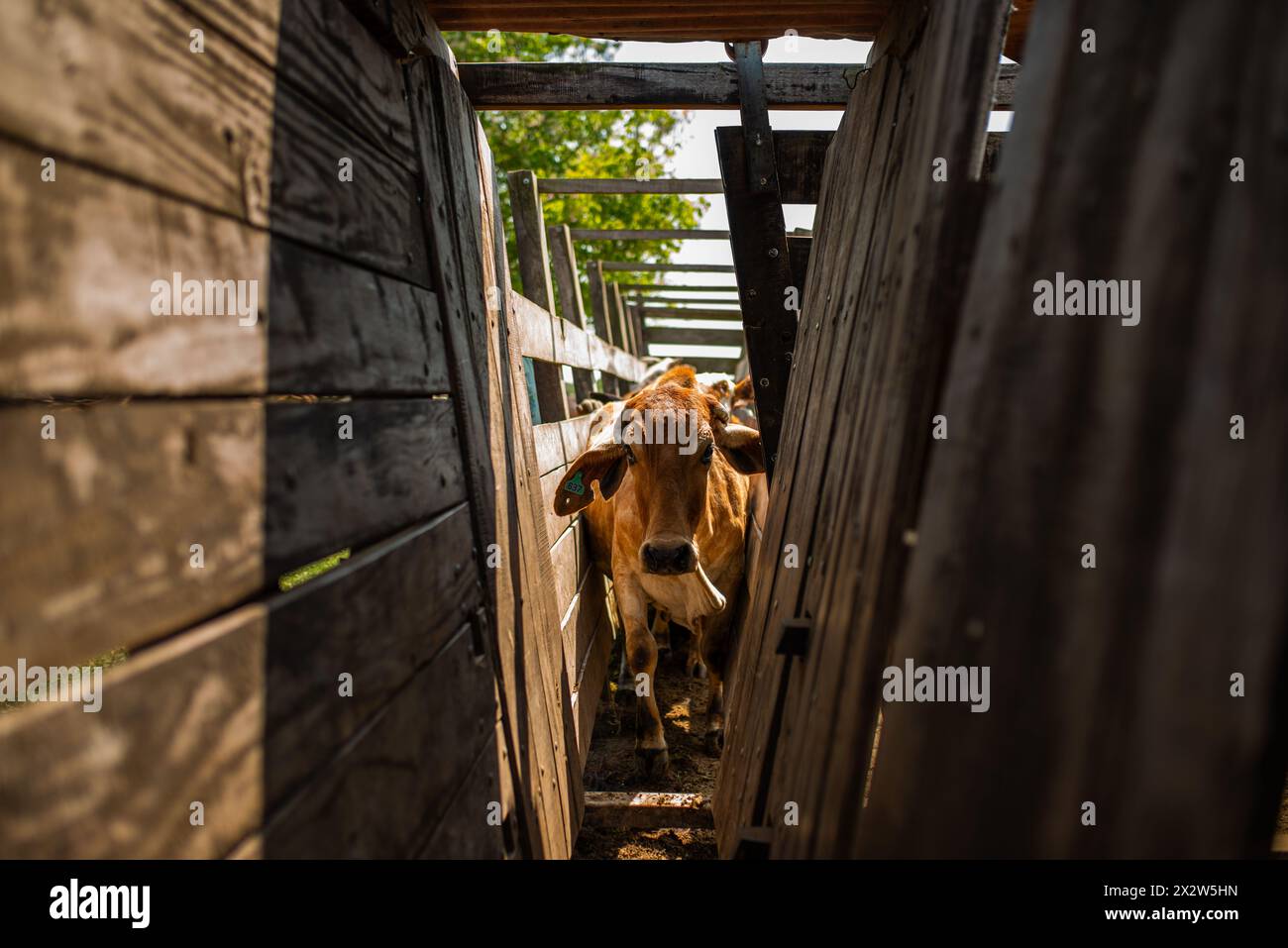 Mucca nella stagione di vaccinazione in un ranch in Argentina. Foto Stock
