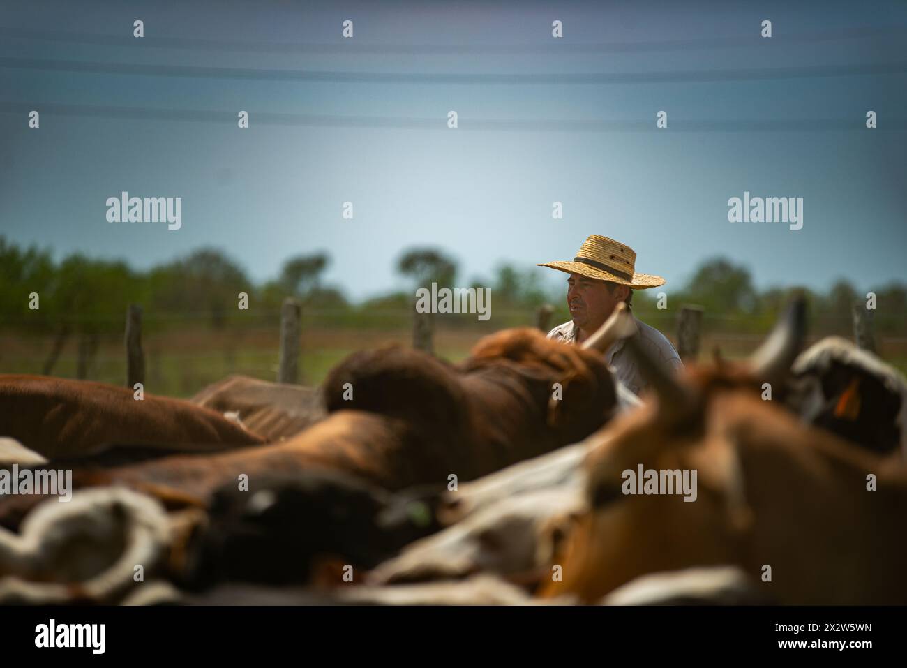 Lavoratore in servizio tra il bestiame durante la stagione di vaccinazione in un ranch in Argentina. Foto Stock