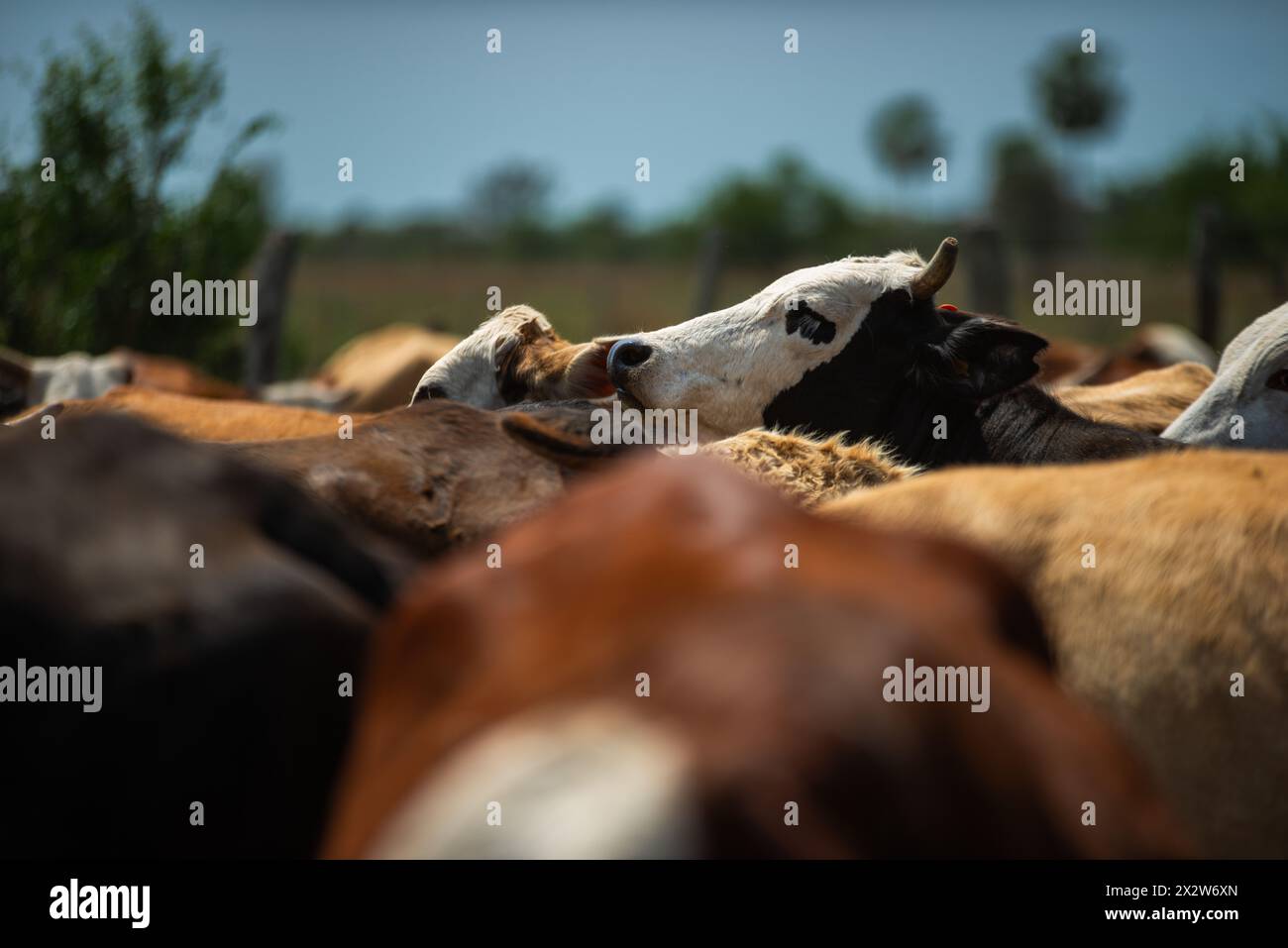 Mucca, bestiame in un ranch in Argentina Foto Stock