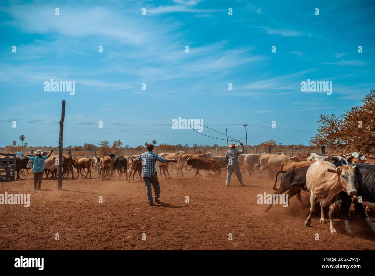 Lavoratori del bestiame in servizio durante la stagione della vaccinazione in un ranch in Argentina. Foto Stock