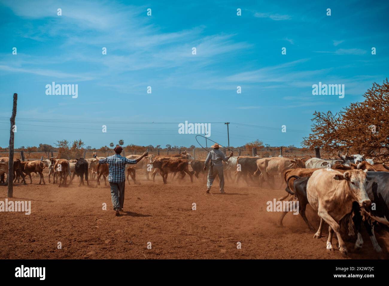 Lavoratori del bestiame in servizio durante la stagione della vaccinazione in un ranch in Argentina. Foto Stock