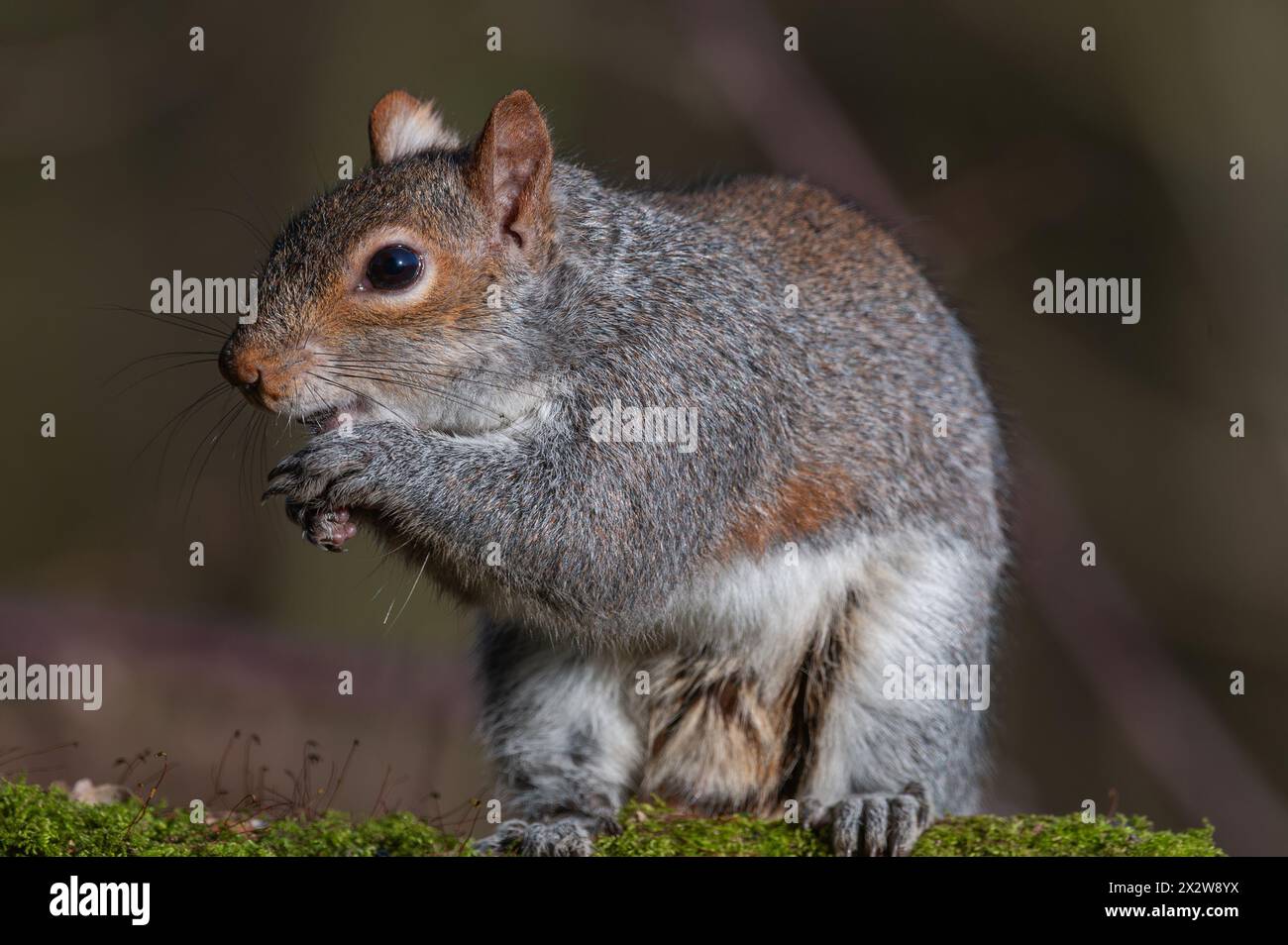 Uno scoiattolo grigio poggia sul muschio, gustando uno spuntino. Lo scoiattolo sta tenendo il cibo con le zampe, mangiando in un ambiente forestale. Foto Stock