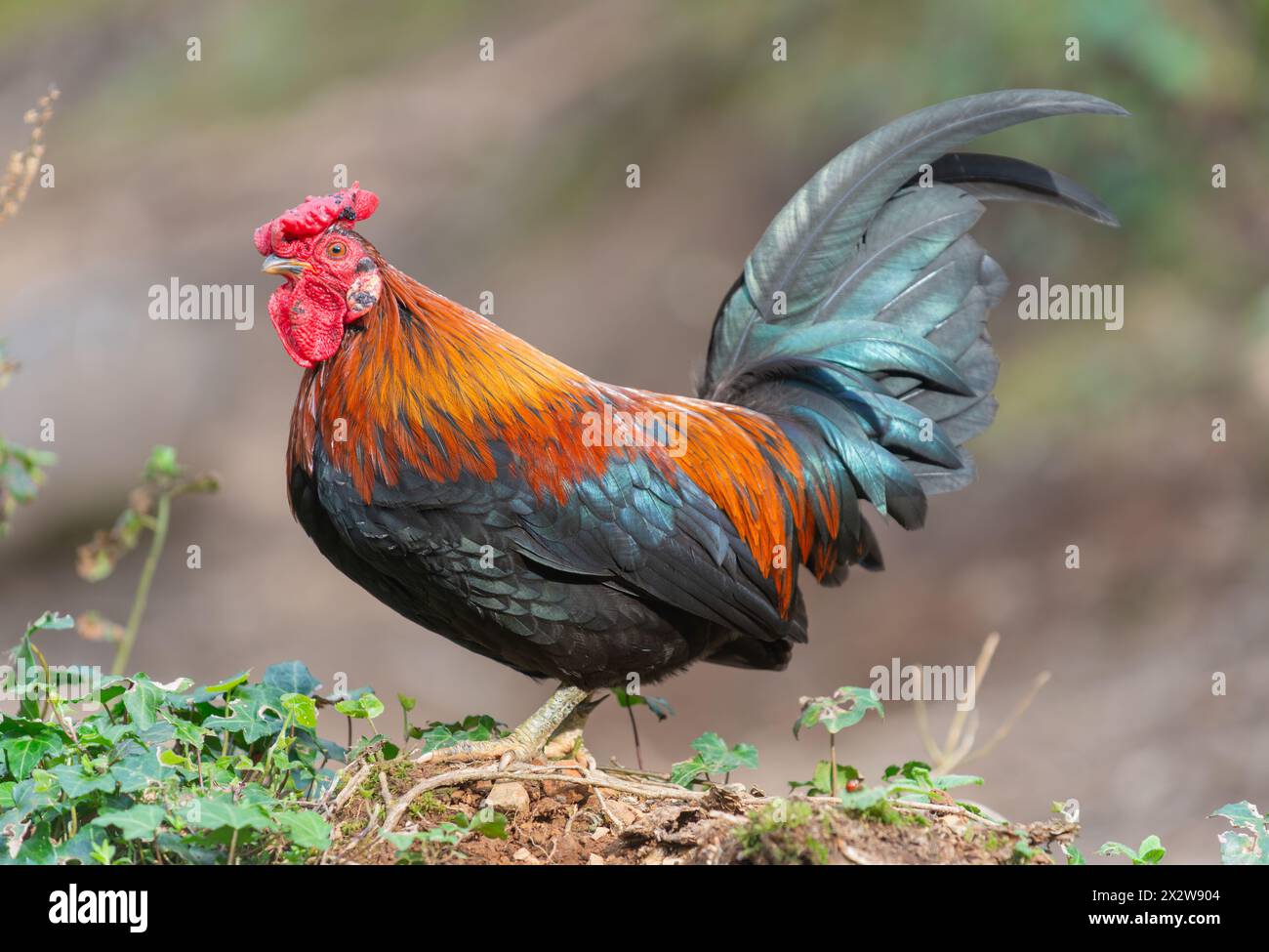 Un gallo colorato si erge orgogliosamente su un piccolo terreno, mostrando il suo vivace piumaggio. Foto Stock