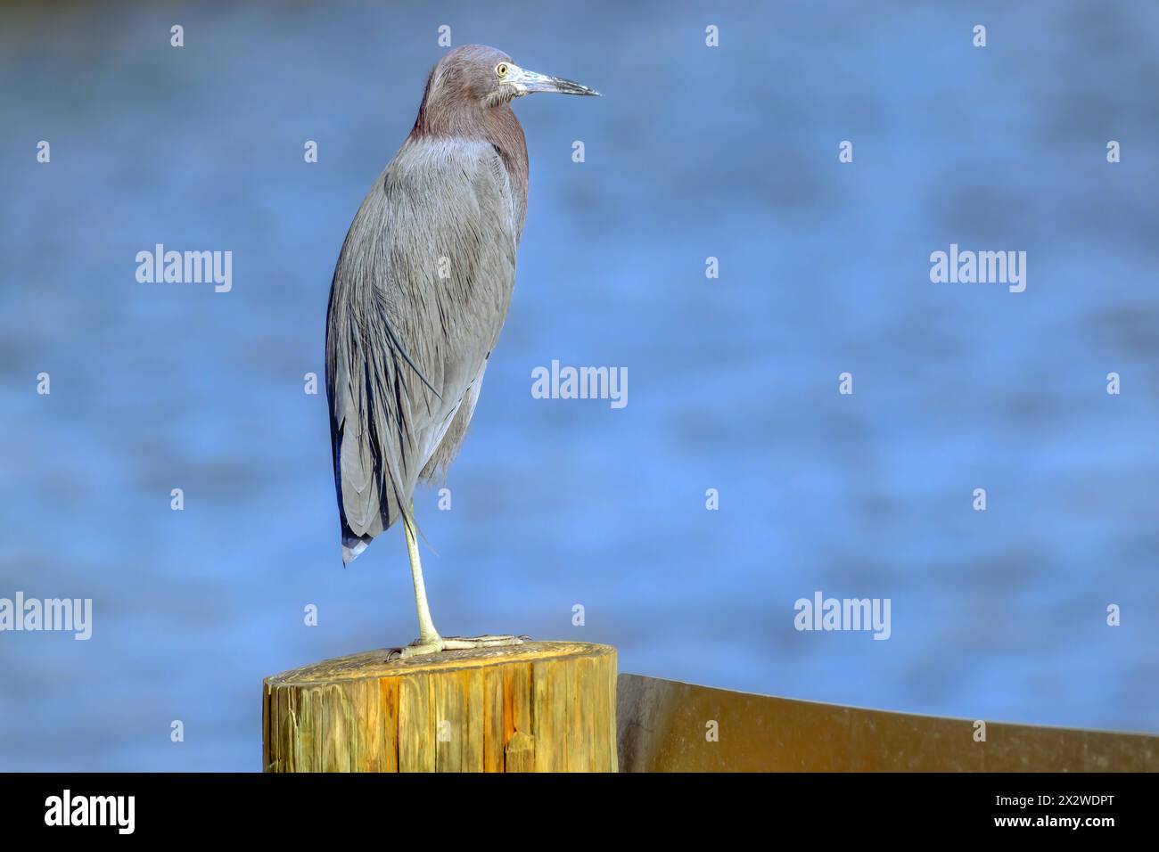 "Elegant Perch: Un'egretta grigia si equilibra con grazia su un palo rotondo di legno contro un sereno bokeh di acqua blu, che incarna un'atmosfera di pace in acque tranquille." Foto Stock