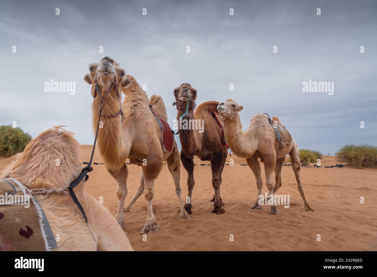 Chiudi un ritratto dei tre divertenti cammelli nel deserto della Mongolia interna, Cina. Umorismo animali, copia spazio per il testo Foto Stock