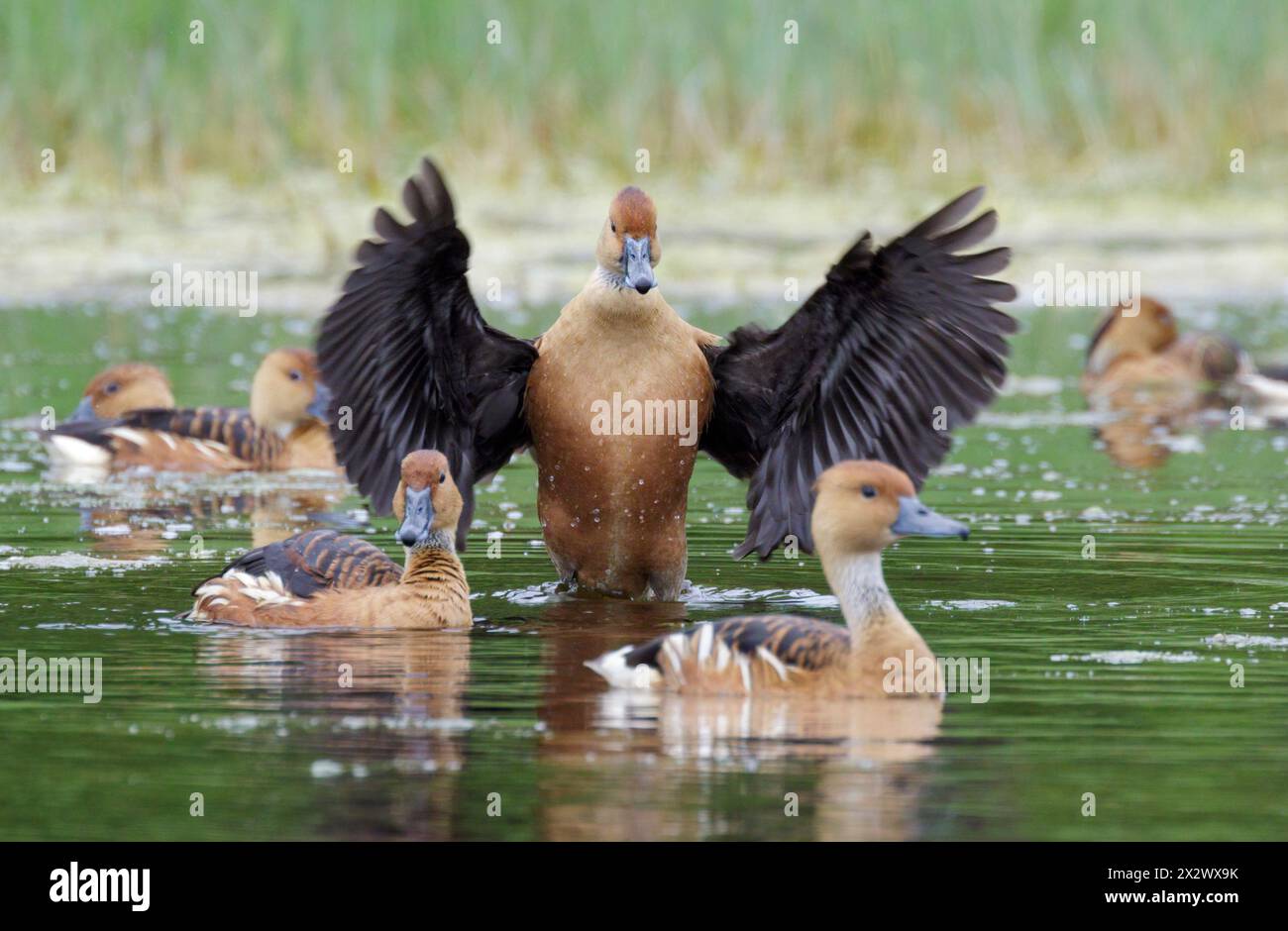 Fulvous Whistling Ducks (Dendrocygna bicolor) che si prepara e interagisce durante la migrazione, Galveston, Texas, USA. Foto Stock