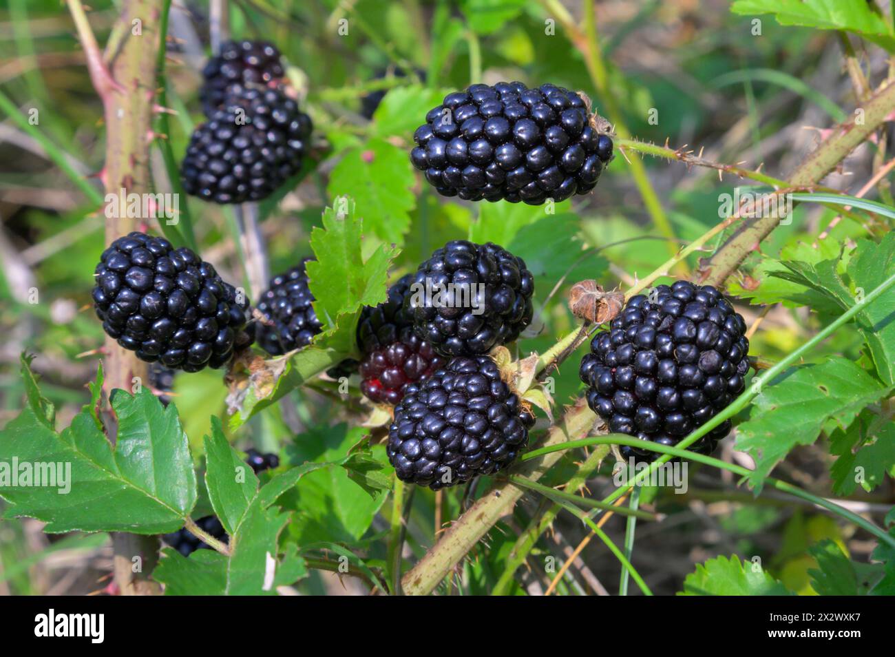 Rubus trivialis (Rubus trivialis) che fruttano nelle zone umide di Galveston, Texas, Stati Uniti. Foto Stock