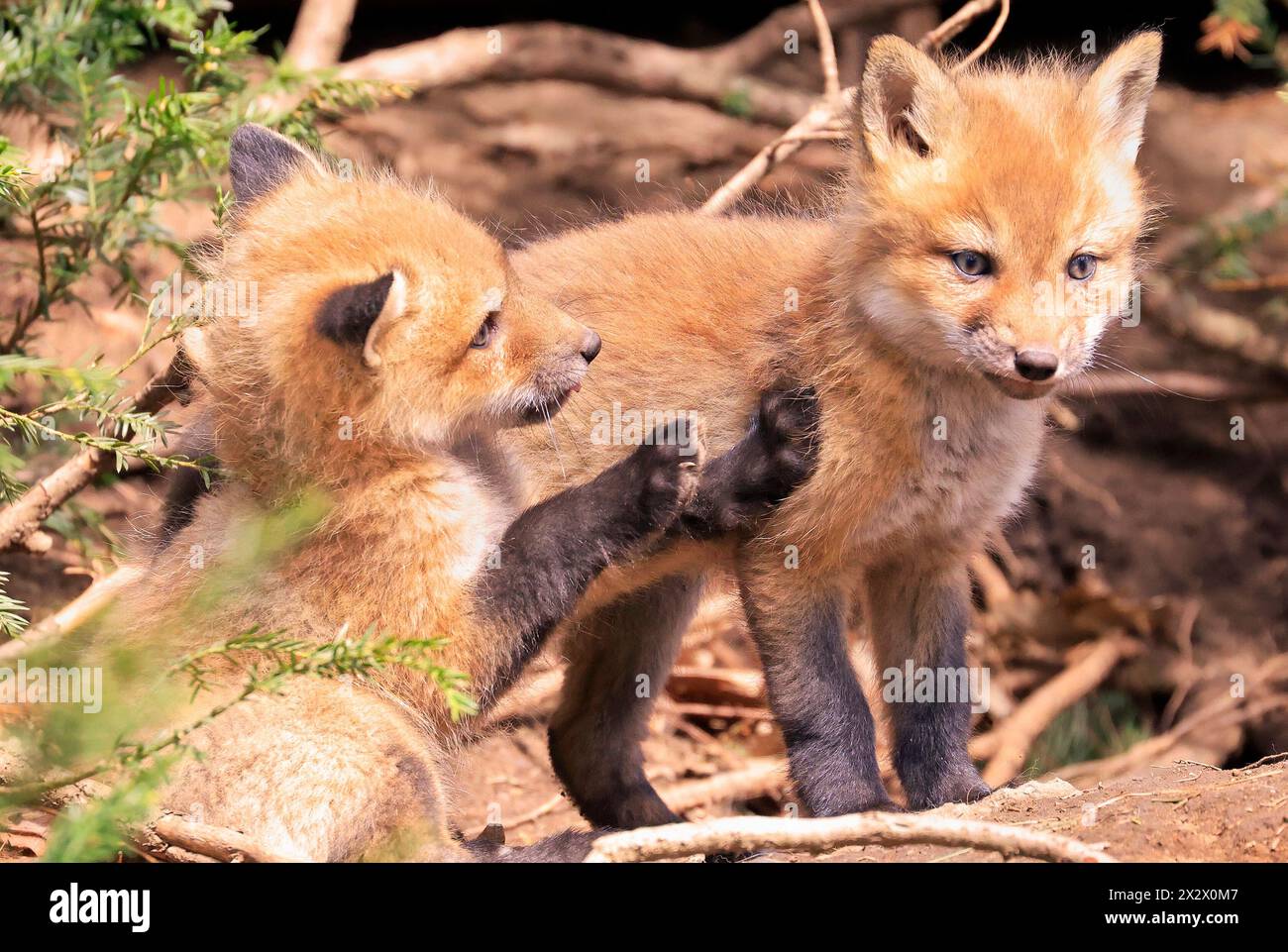 Ritratto di giovani volpi rosse che giocano vicino alla loro tana con rami di abete verde in primo piano, Canada Foto Stock