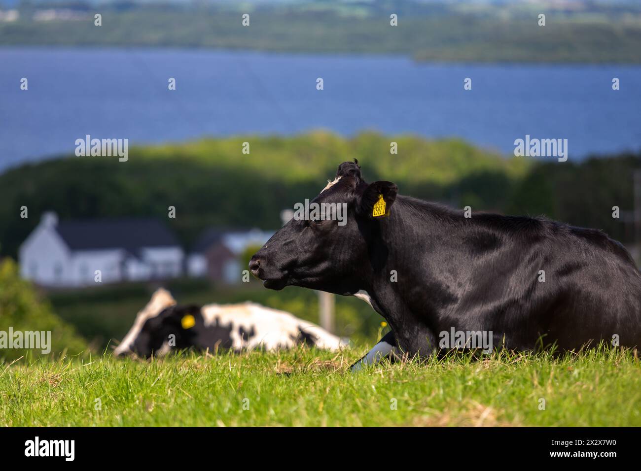 20.07.2019, Tully, Irlanda del Nord, Regno Unito - mucche con vista sul bacino del fiume Lower Lough Erne. 00A190720D122CAROEX.JPG [VERSIONE MODELLO: N. Foto Stock