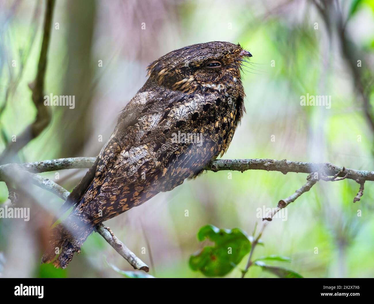 Una vedova di Chuck-Will (Antrostomus carolinensis) arroccata sul suo giorno di riposo. Texas, Stati Uniti. Foto Stock