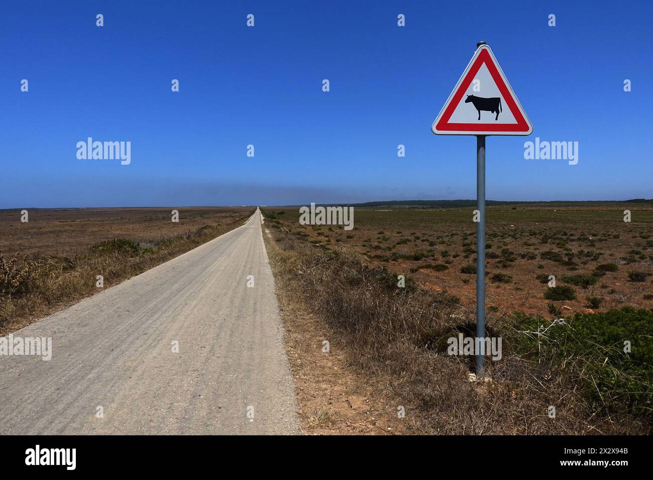 01.08.2019, Burgau, Algarve, Portogallo - cartello bestiame che attraversa una strada senza traffico. 00S190801D087CAROEX.JPG [VERSIONE MODELLO: NON APPLICABILE, PROPRIETÀ Foto Stock
