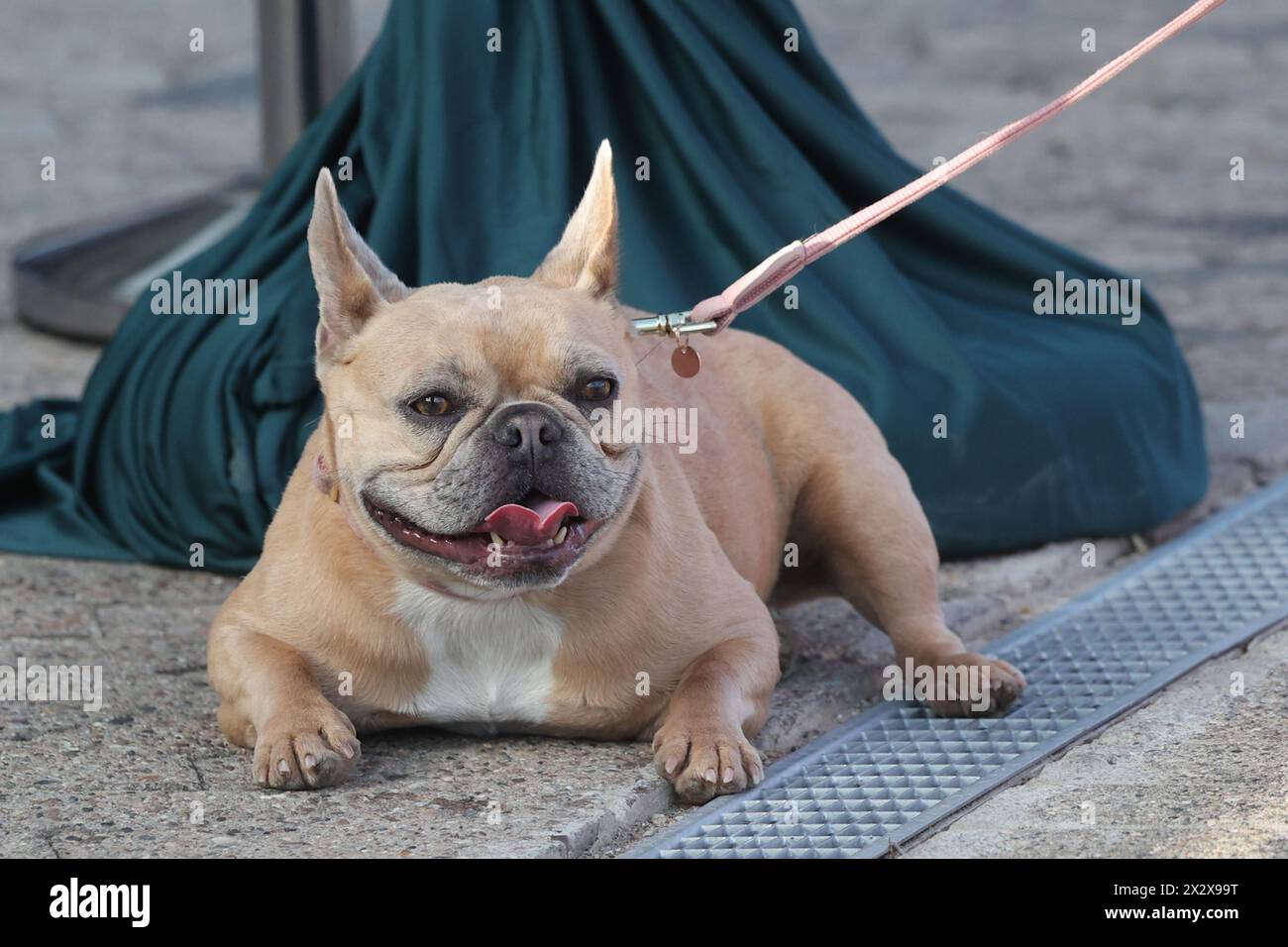 14.07.2023, Hannover, bassa Sassonia, Germania - Bulldog francese. 00S230714D608CAROEX.JPG [VERSIONE MODELLO: NON applicabile, LIBERATORIA DI PROPRIETÀ: NO (c) caro im Foto Stock