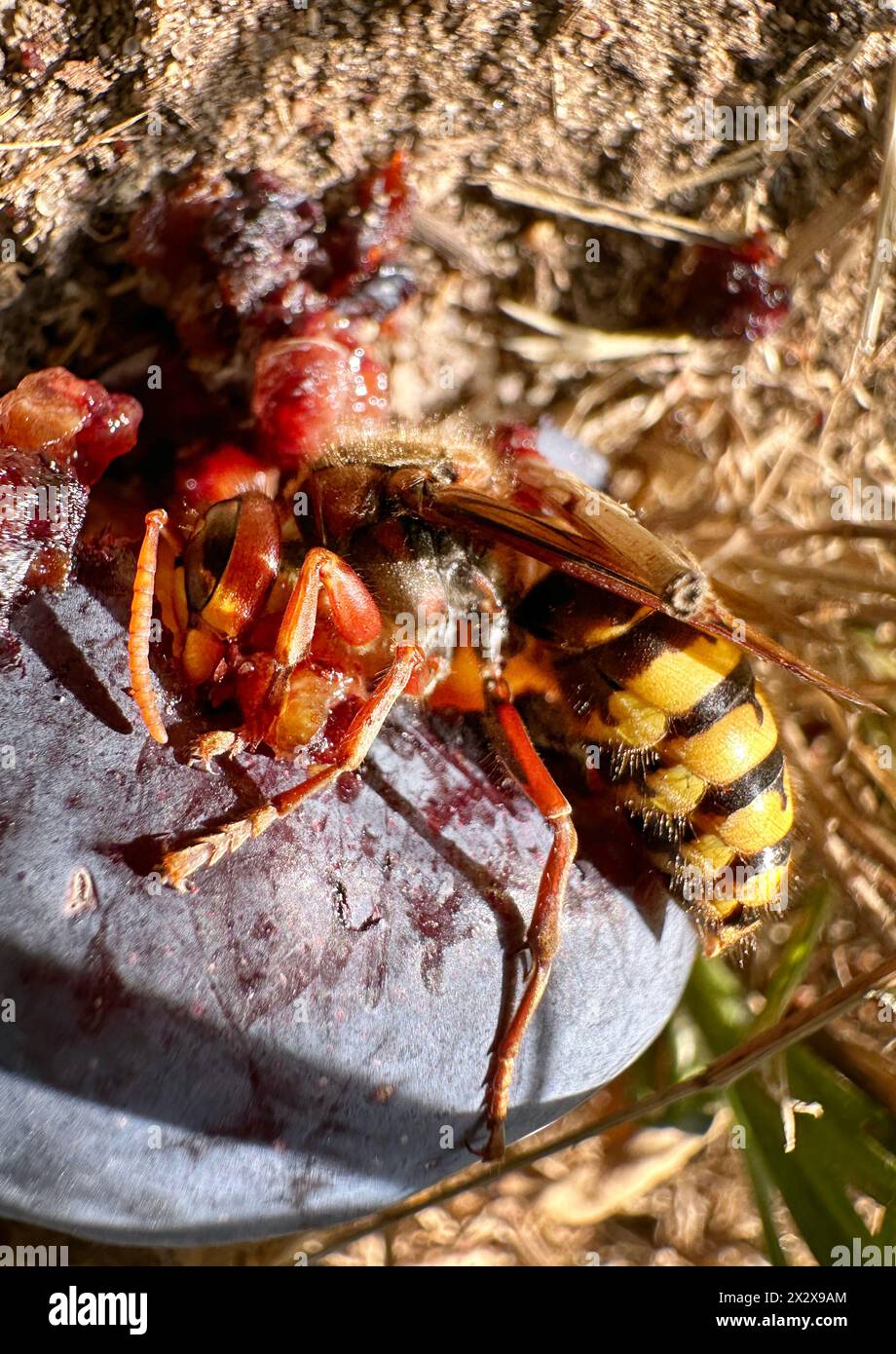 18.07.2023, Berlino, Germania - Hornet gnawing on a Plum. 00S230718D614CAROEX.JPG [VERSIONE MODELLO: NON applicabile, RILASCIO PROPRIETÀ: NO (c) immagini caro Foto Stock