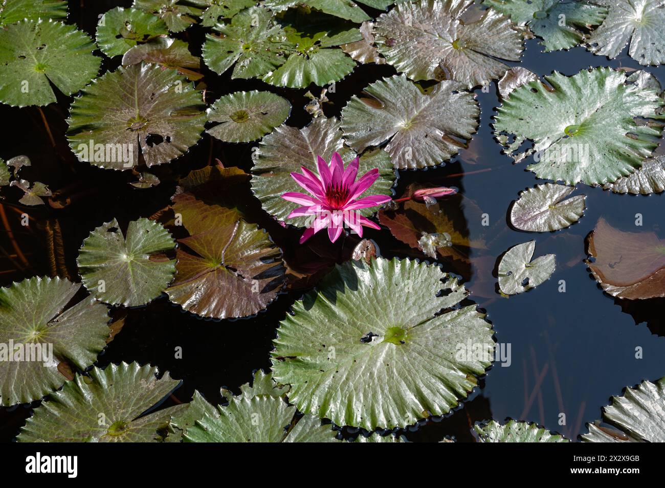 24.07.2023, Nusa Dua, Bali, Indonesia - laghetto di ninfee con fiori di loto viola e ninfee nel complesso alberghiero Grand Hyatt Bali. 0SL230724D002CA Foto Stock