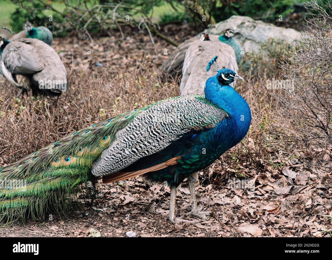 Un pavone nel Beacon Hill Park a Victoria, British Columbia, che mostra il suo piumaggio dai colori vivaci. Foto Stock