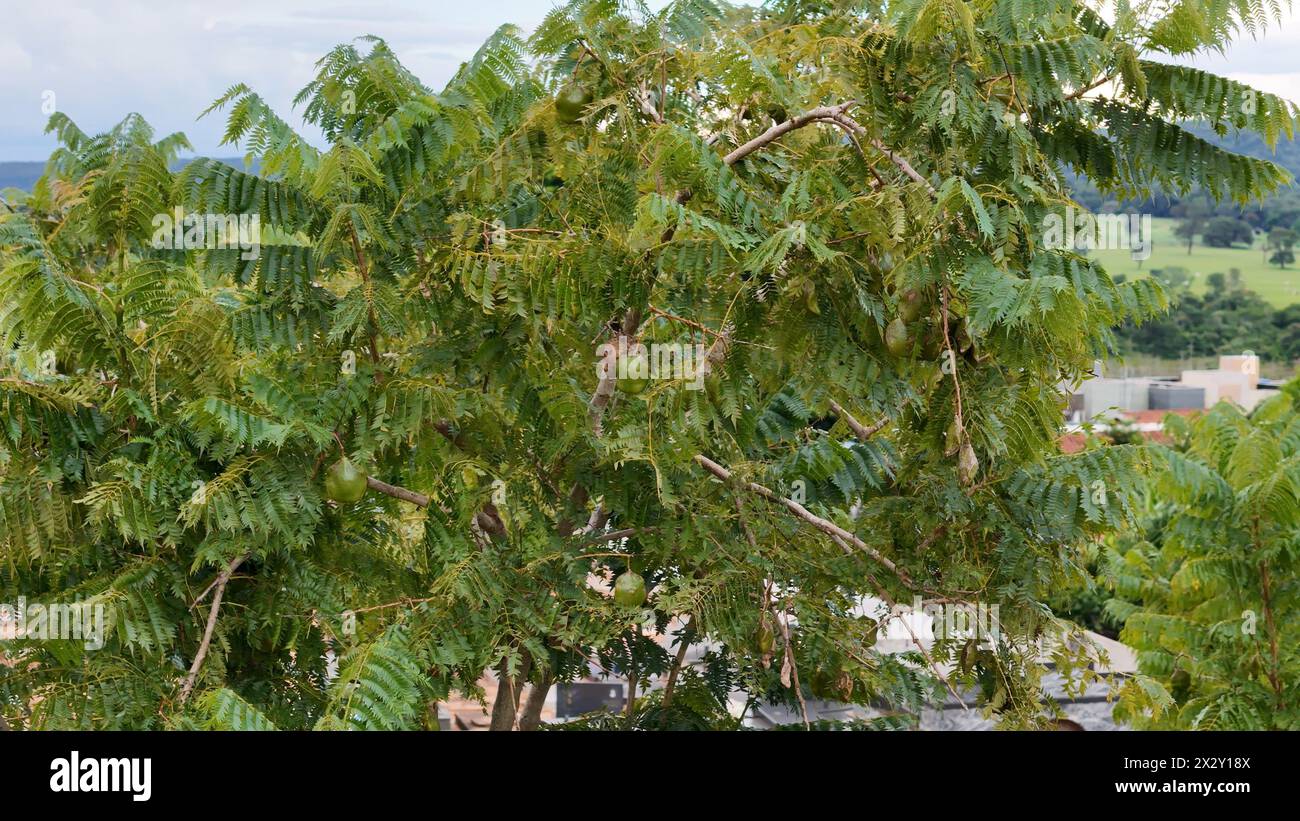 Jacaranda blu frutti di albero della specie Jacaranda mimosifolia Foto Stock