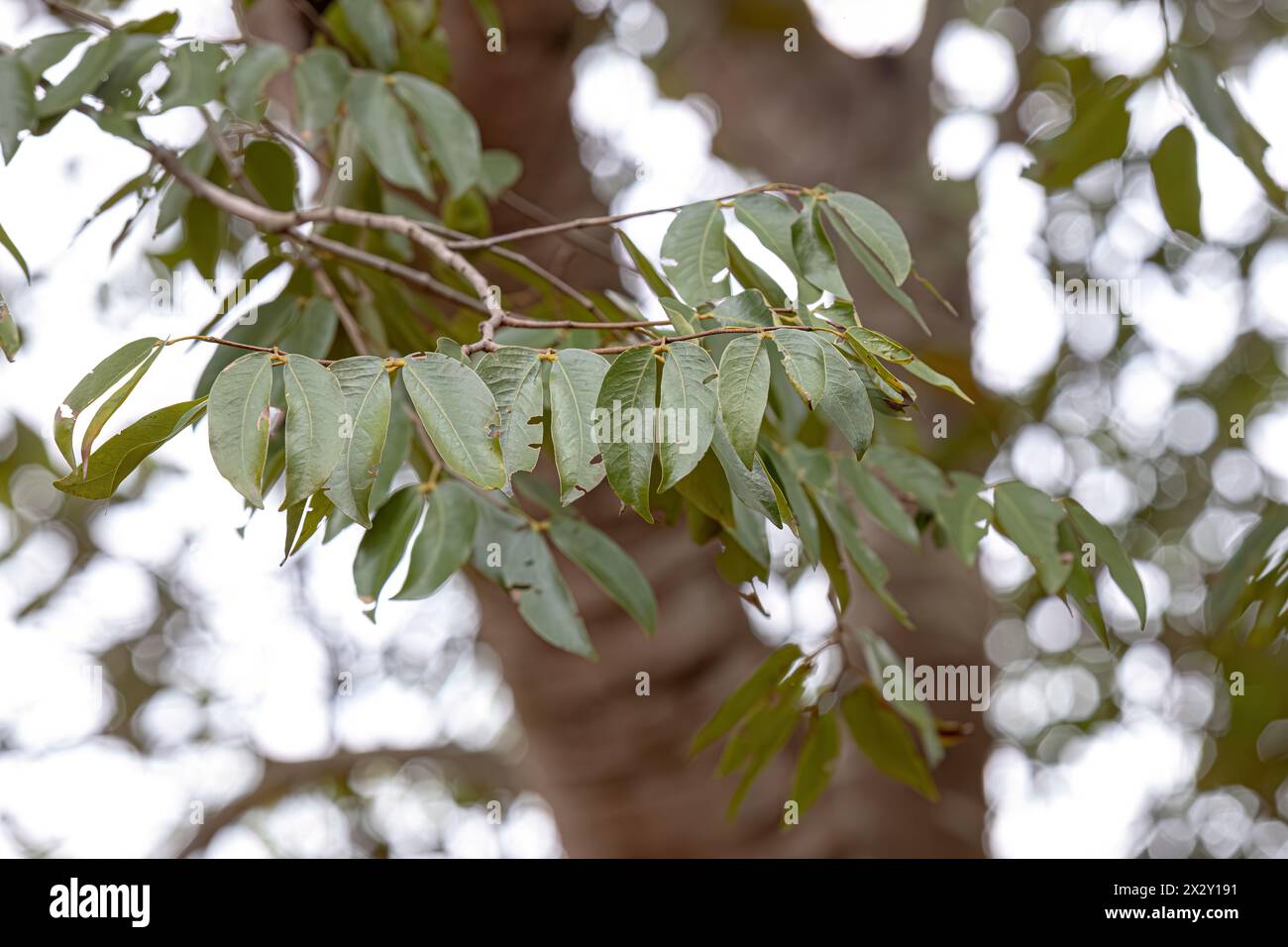 Stinkingtoe foglie di albero della specie Hymenaea courbaril con focus selettivo Foto Stock