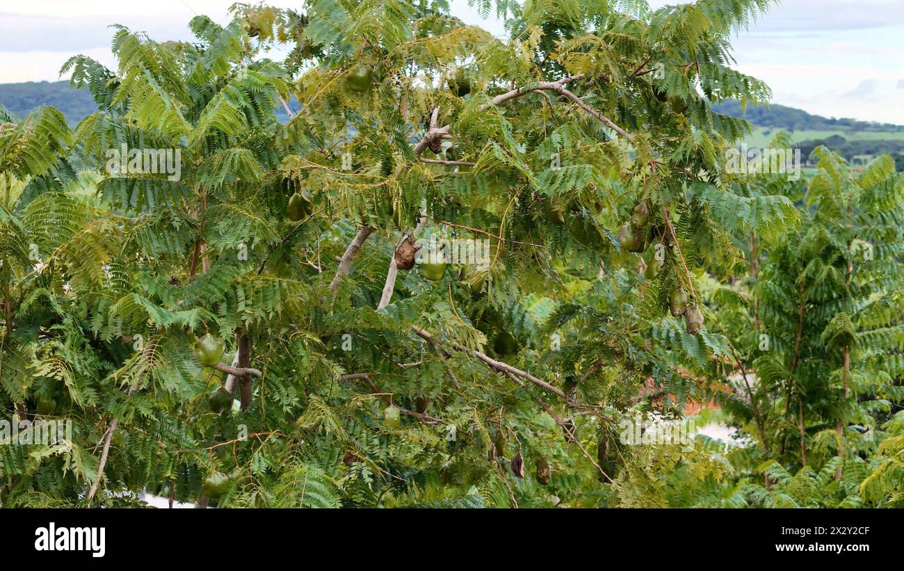 Jacaranda blu frutti di albero della specie Jacaranda mimosifolia Foto Stock