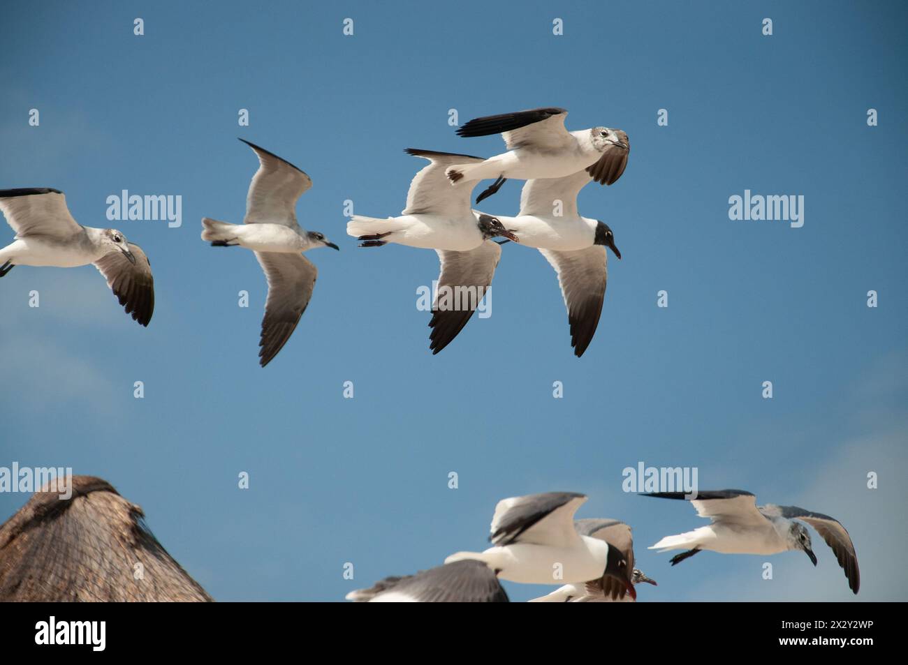 Un gruppo di gabbiani che volano in spiaggia Foto Stock