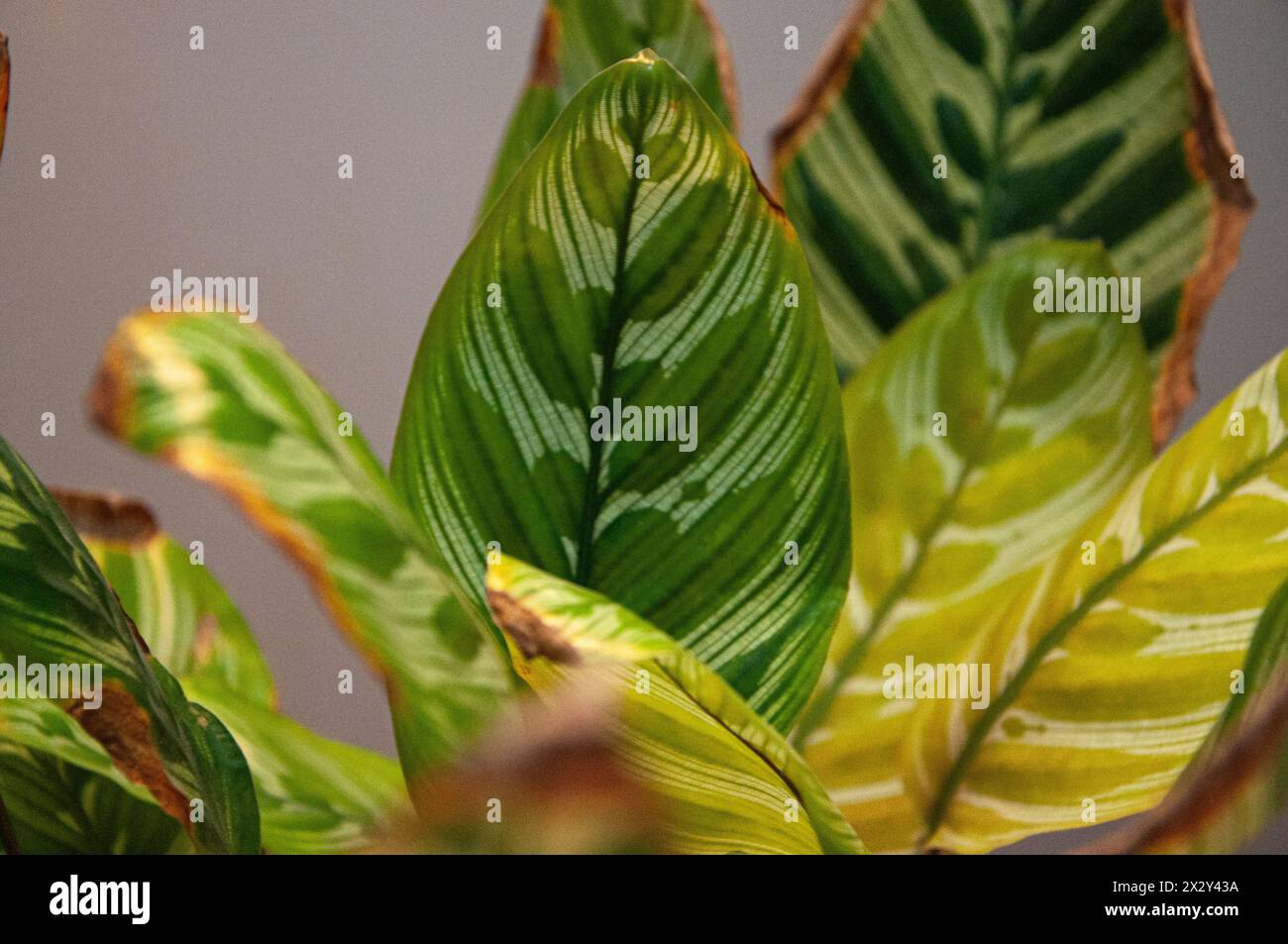 Primo piano delle piante della casa Foto Stock