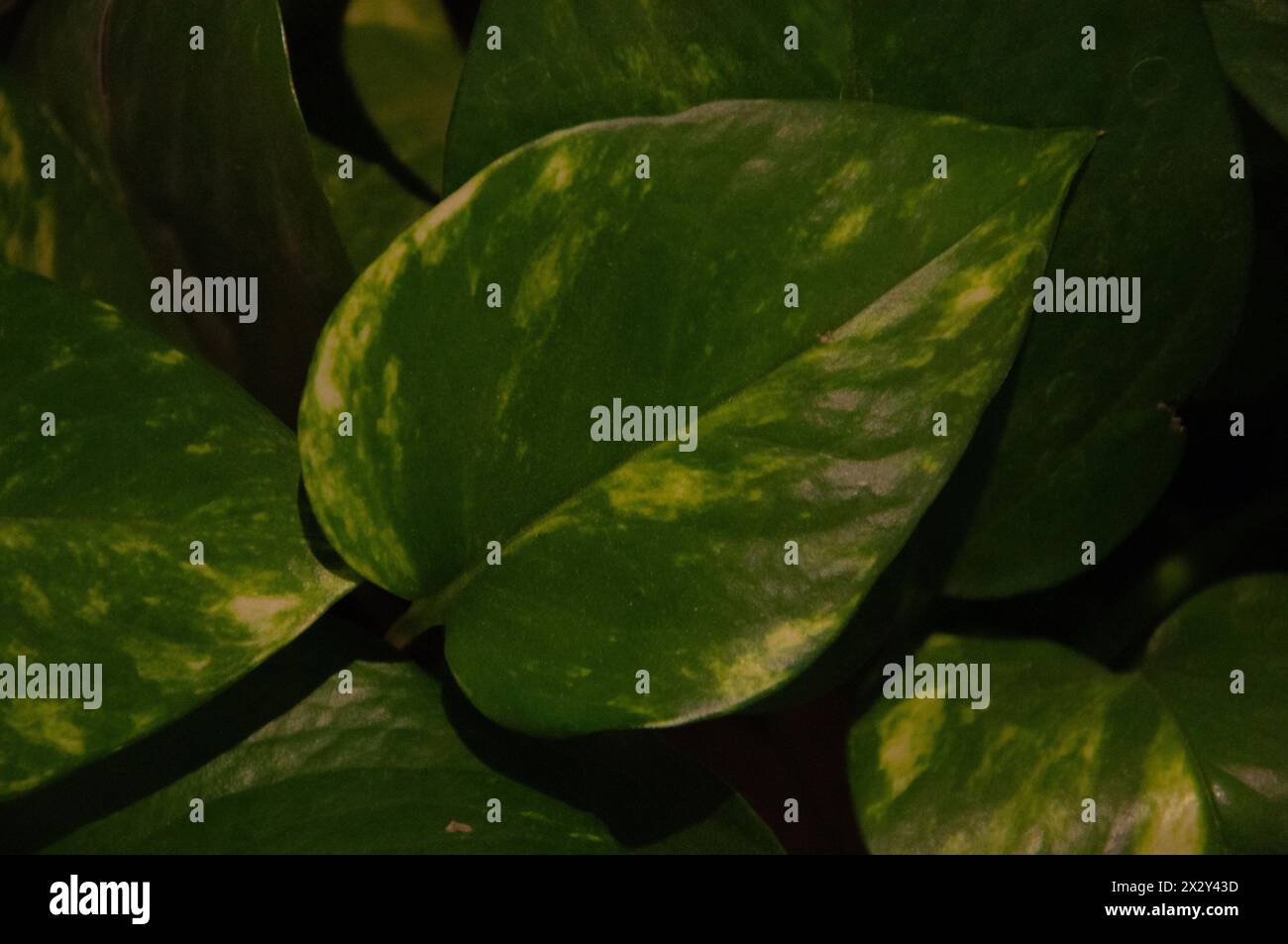 Primo piano delle foglie di piante Foto Stock