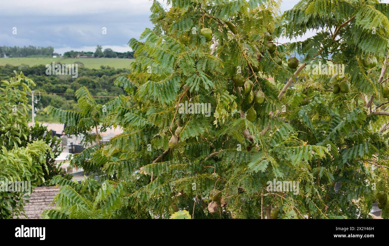Jacaranda blu frutti di albero della specie Jacaranda mimosifolia Foto Stock
