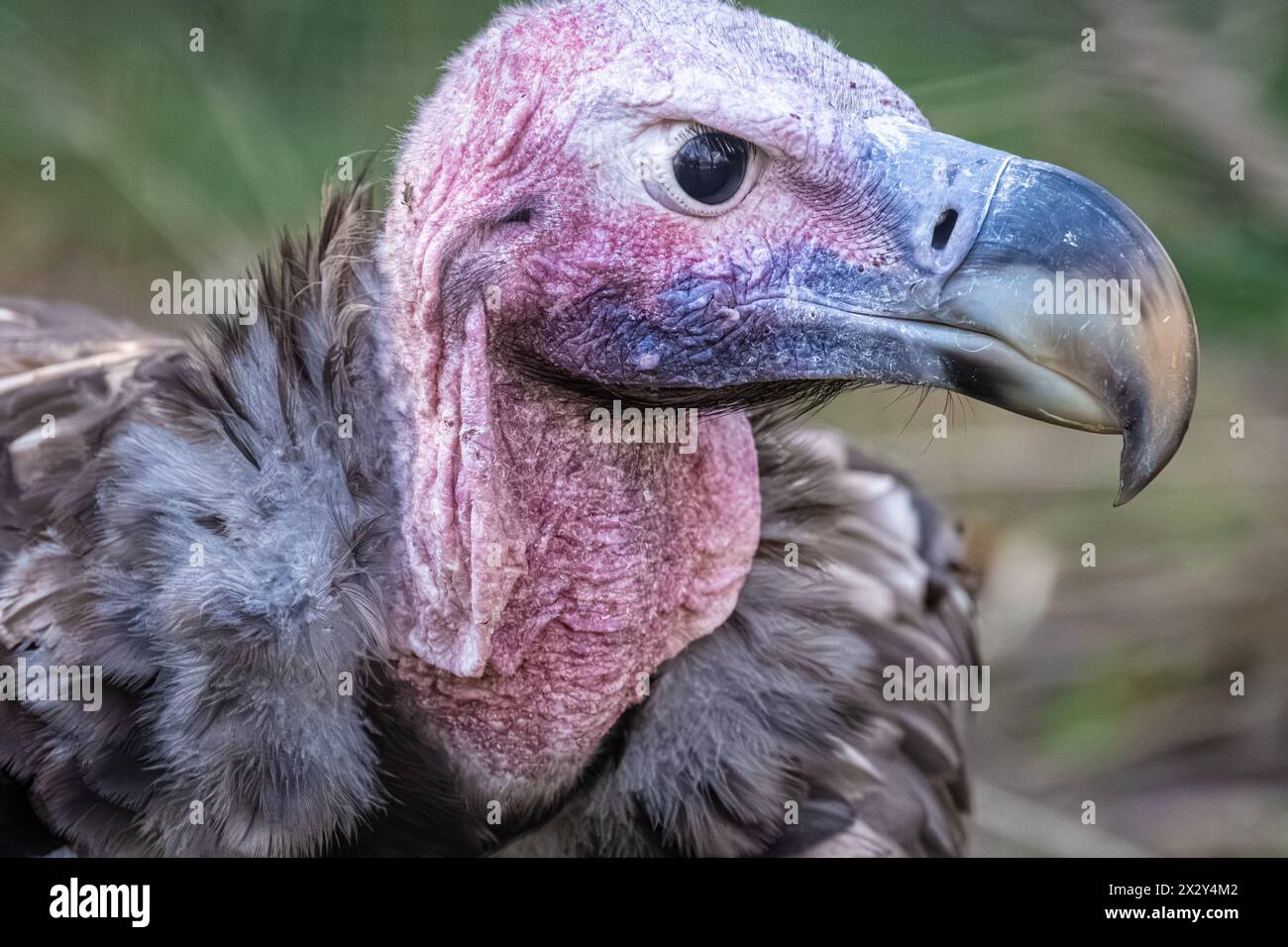 Primo piano di un avvoltoio africano (Torgos tracheliotos) allo Zoo Atlanta vicino al centro di Atlanta, Georgia. (USA) Foto Stock