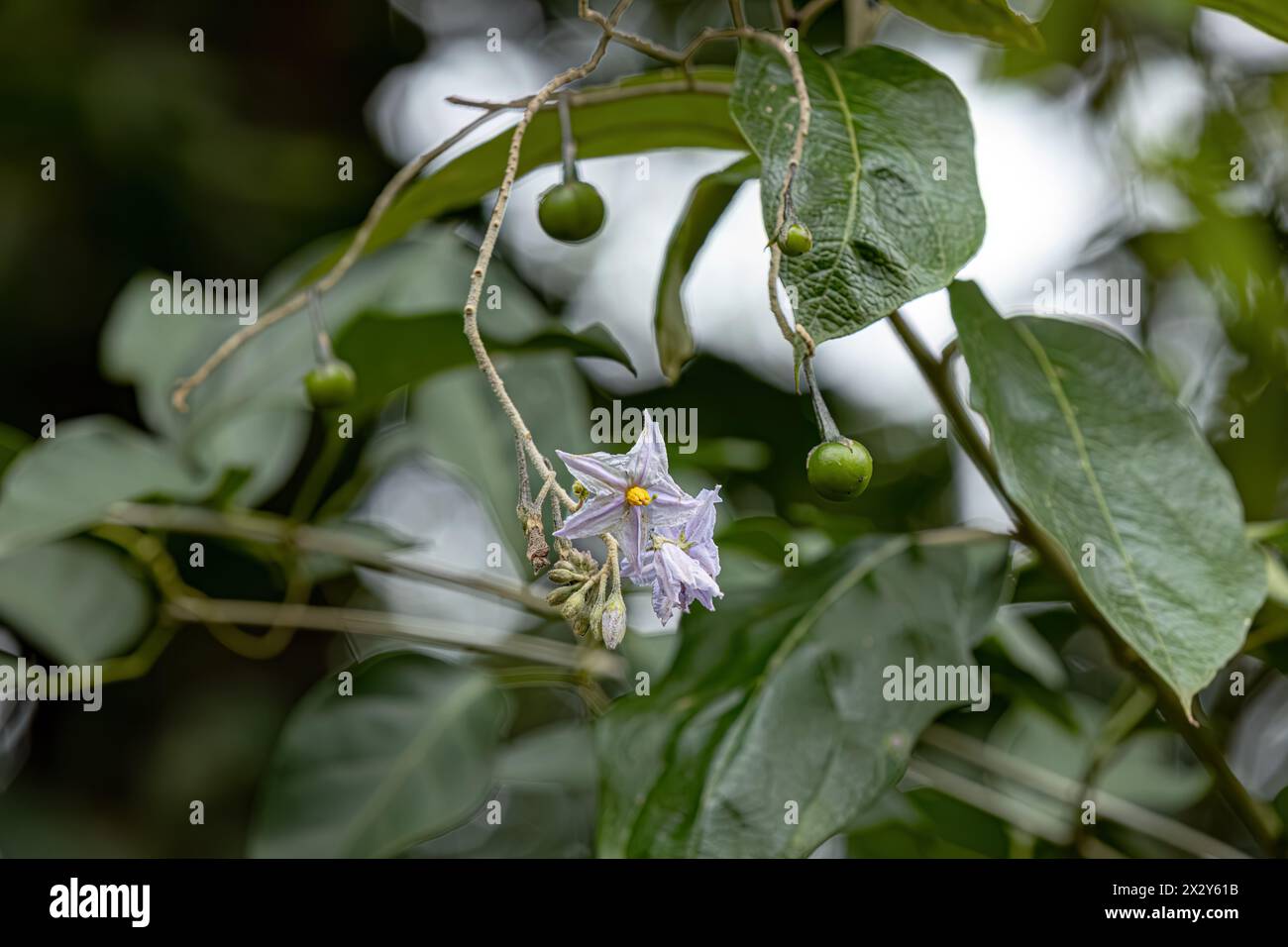 Pianta fiorente della specie Solanum paniculatum comunemente noto come jurubeba un nightshade comune in quasi tutto il Brasile Foto Stock