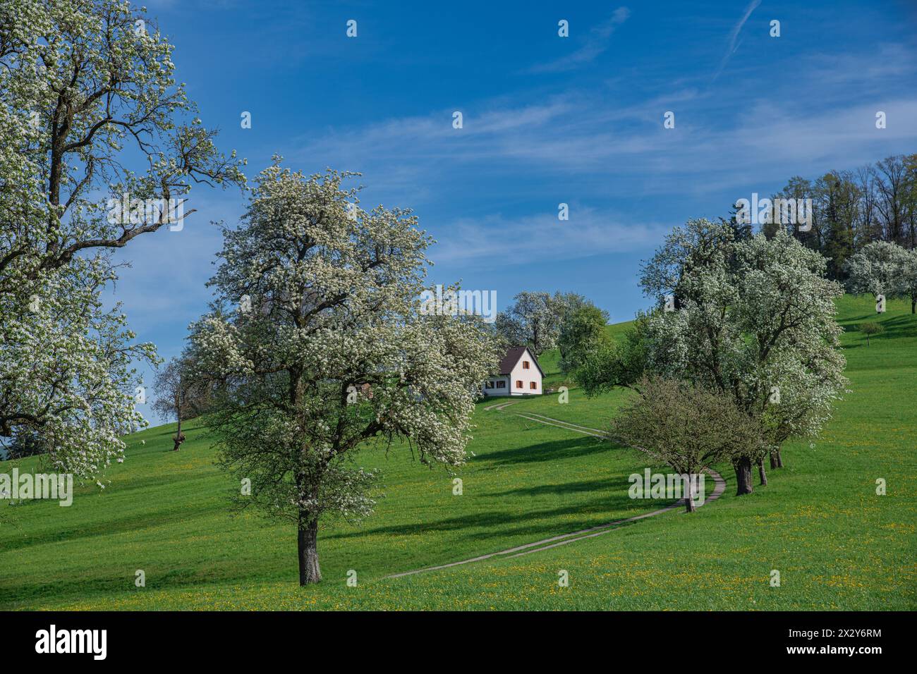 Pere in fiore a Mostviertel, Austria Foto Stock